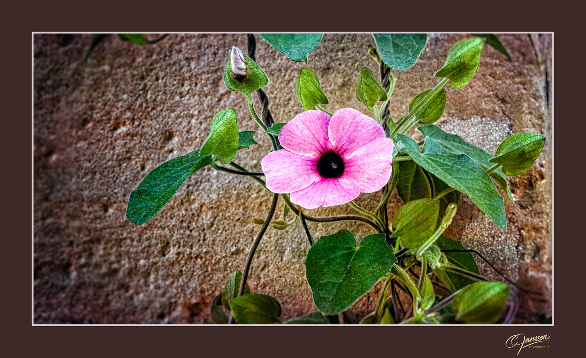 Pink Flower