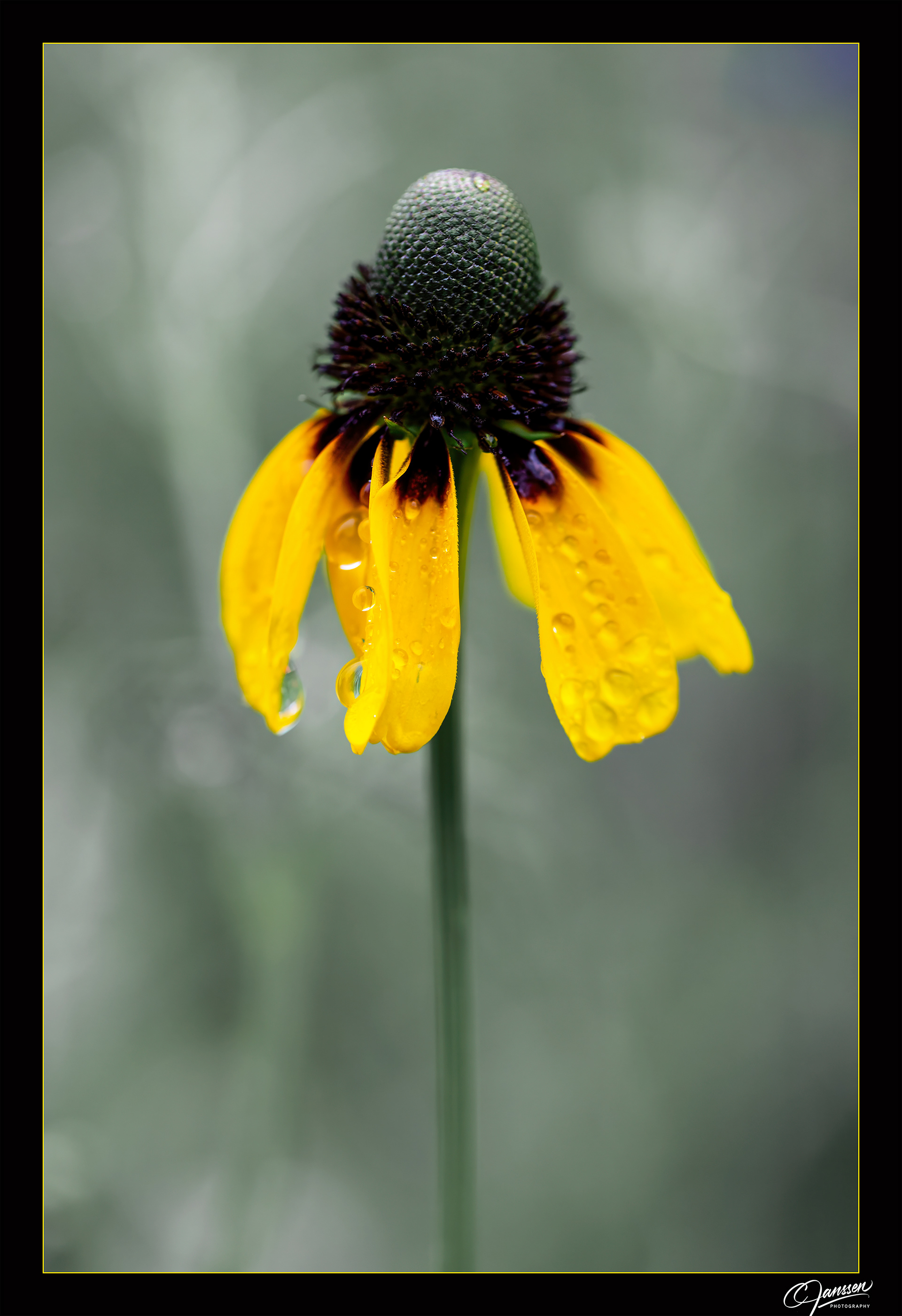 Mexican Hat