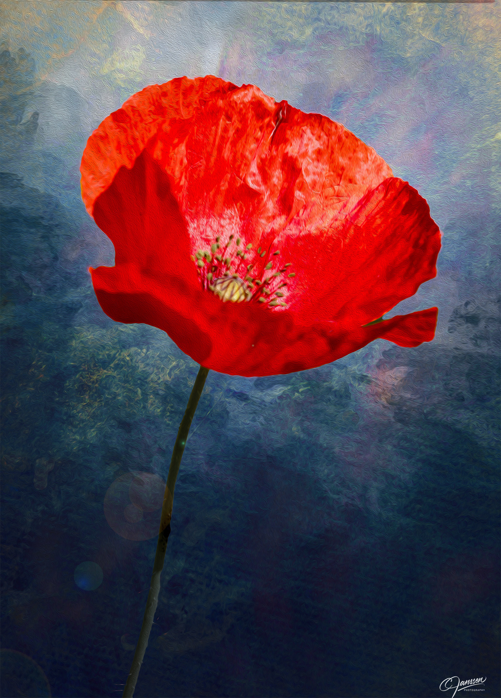 Red Poppy