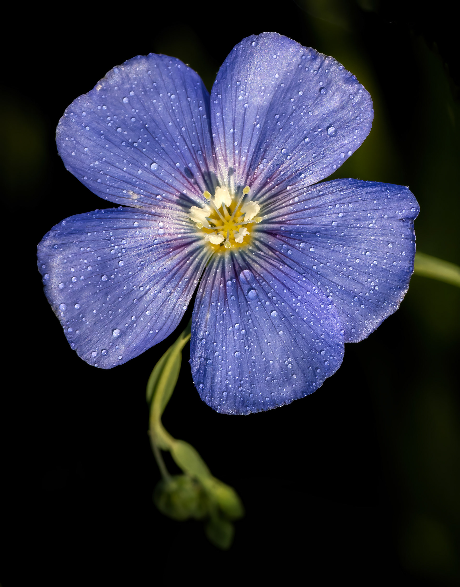 Blue Flax