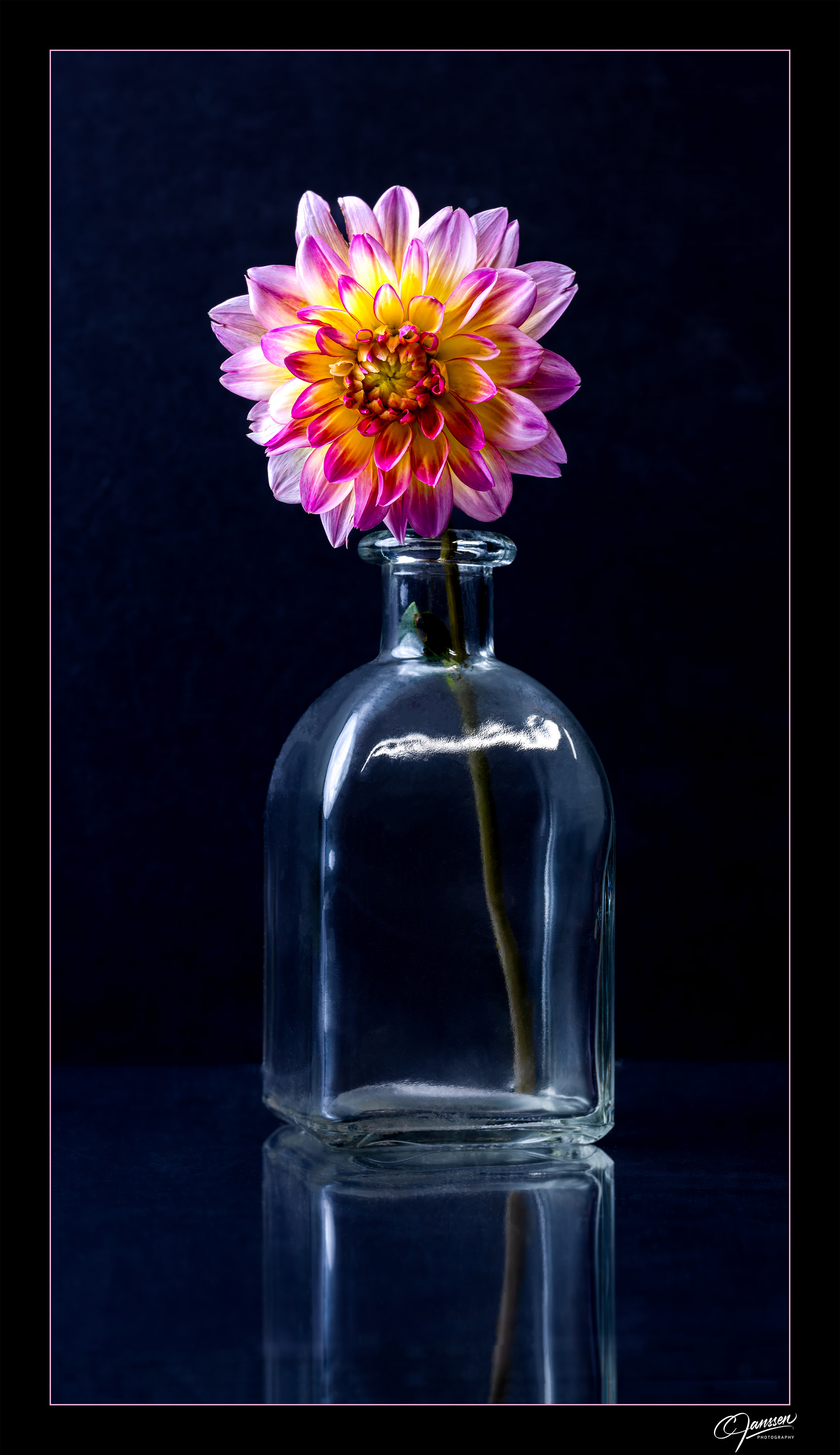 Dahlia in a Bottle