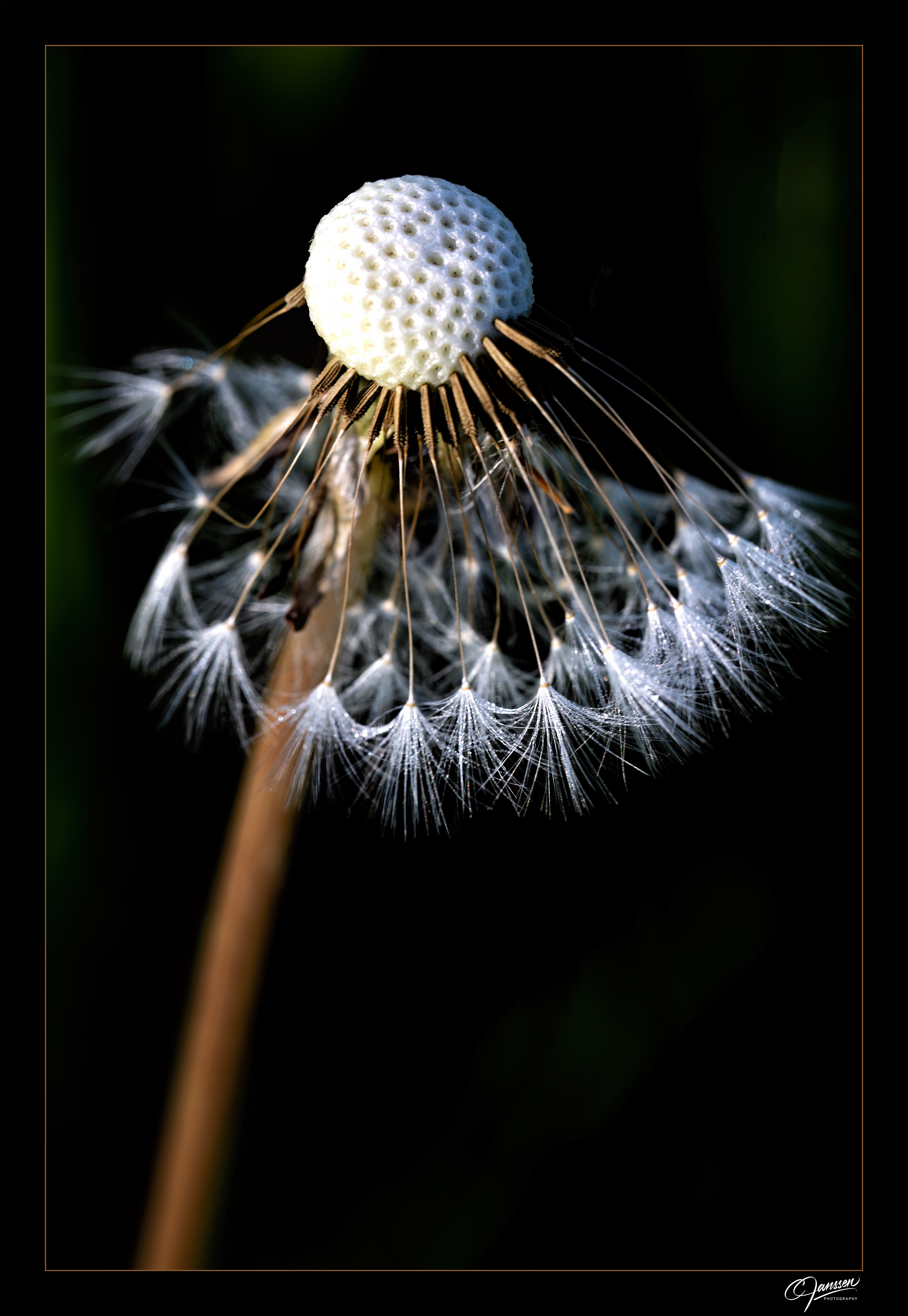 Dandelion