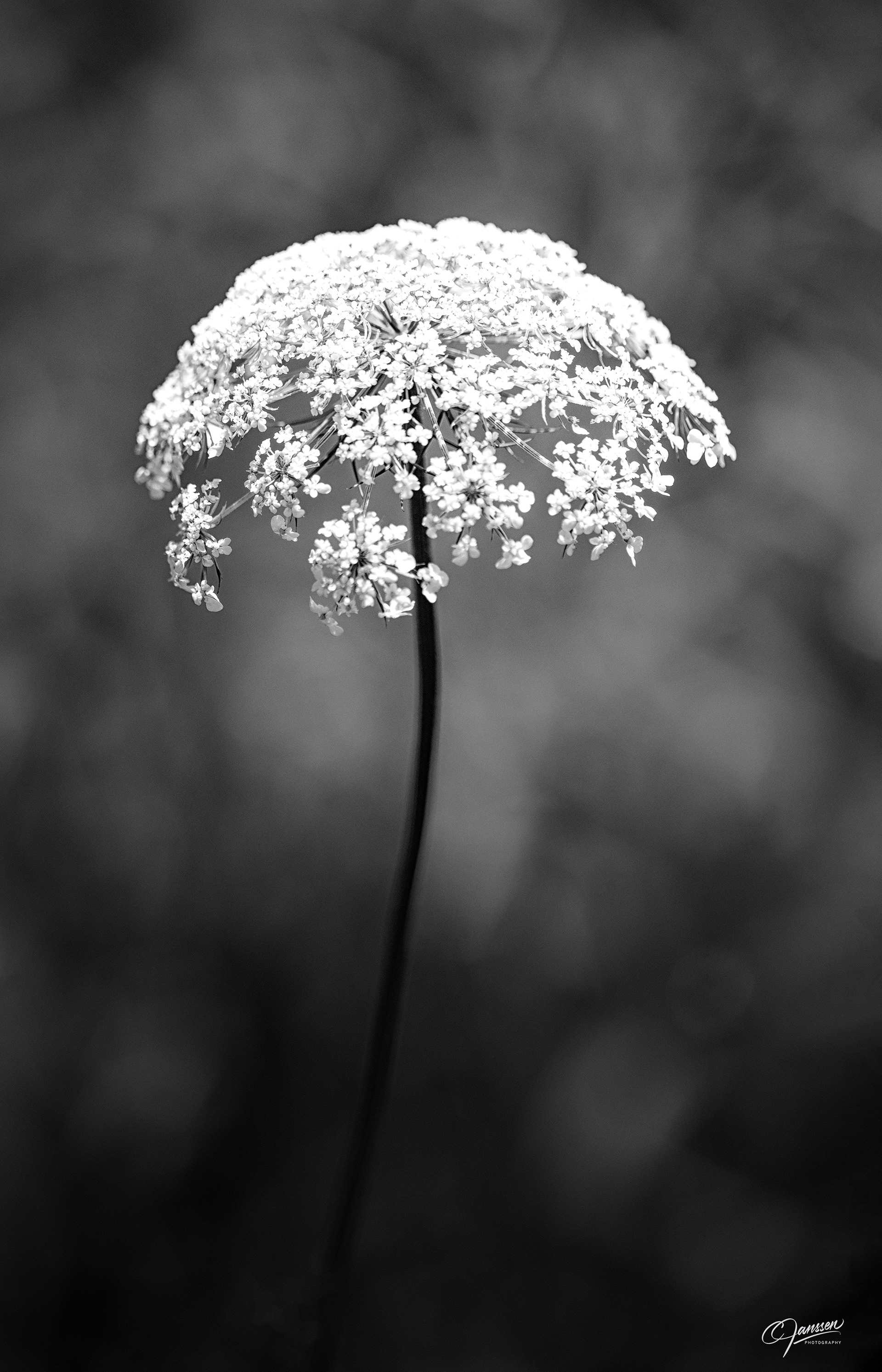 Queen Anne's Lace