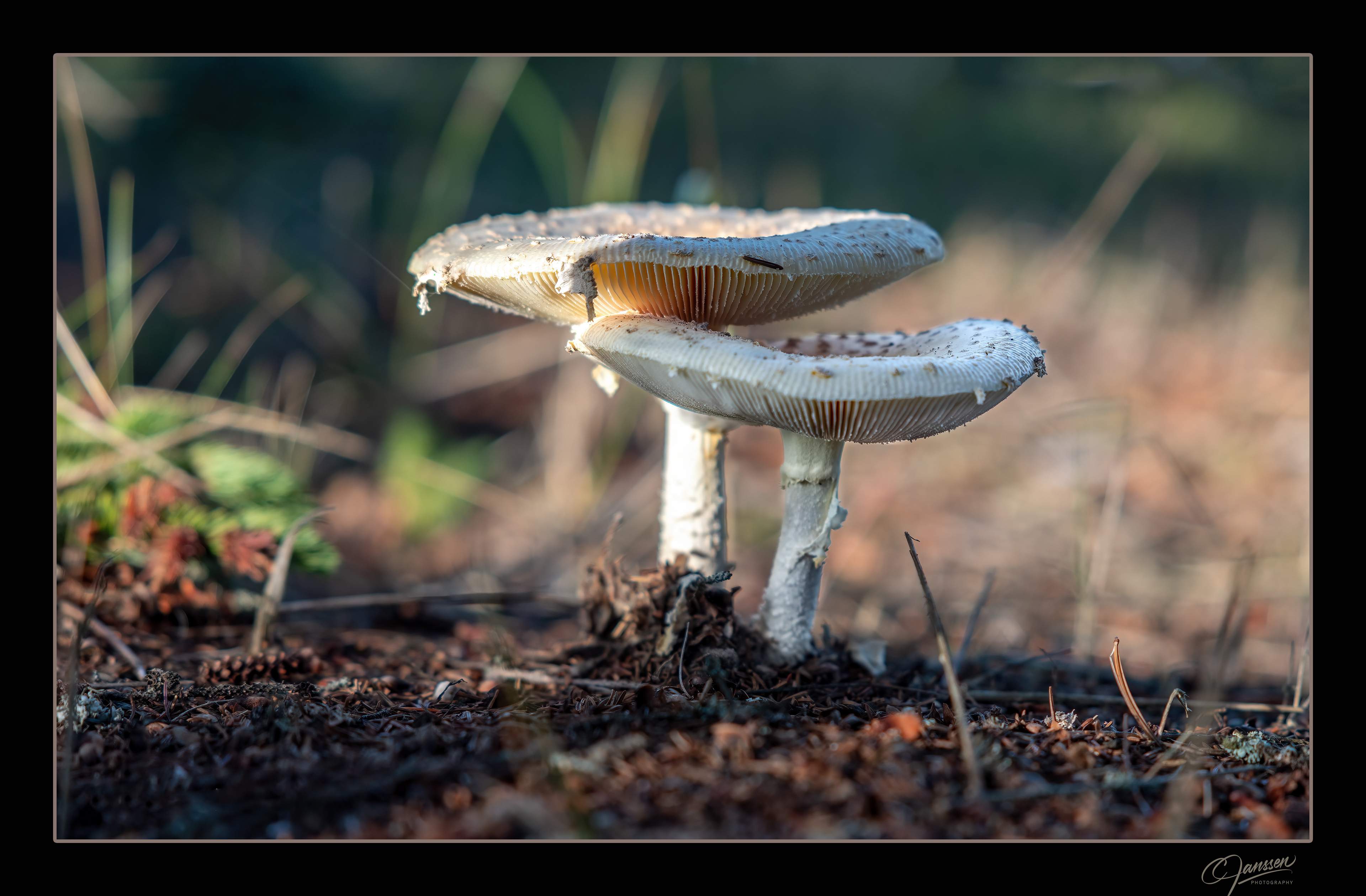 Amanita Mushroom, Lake Superior