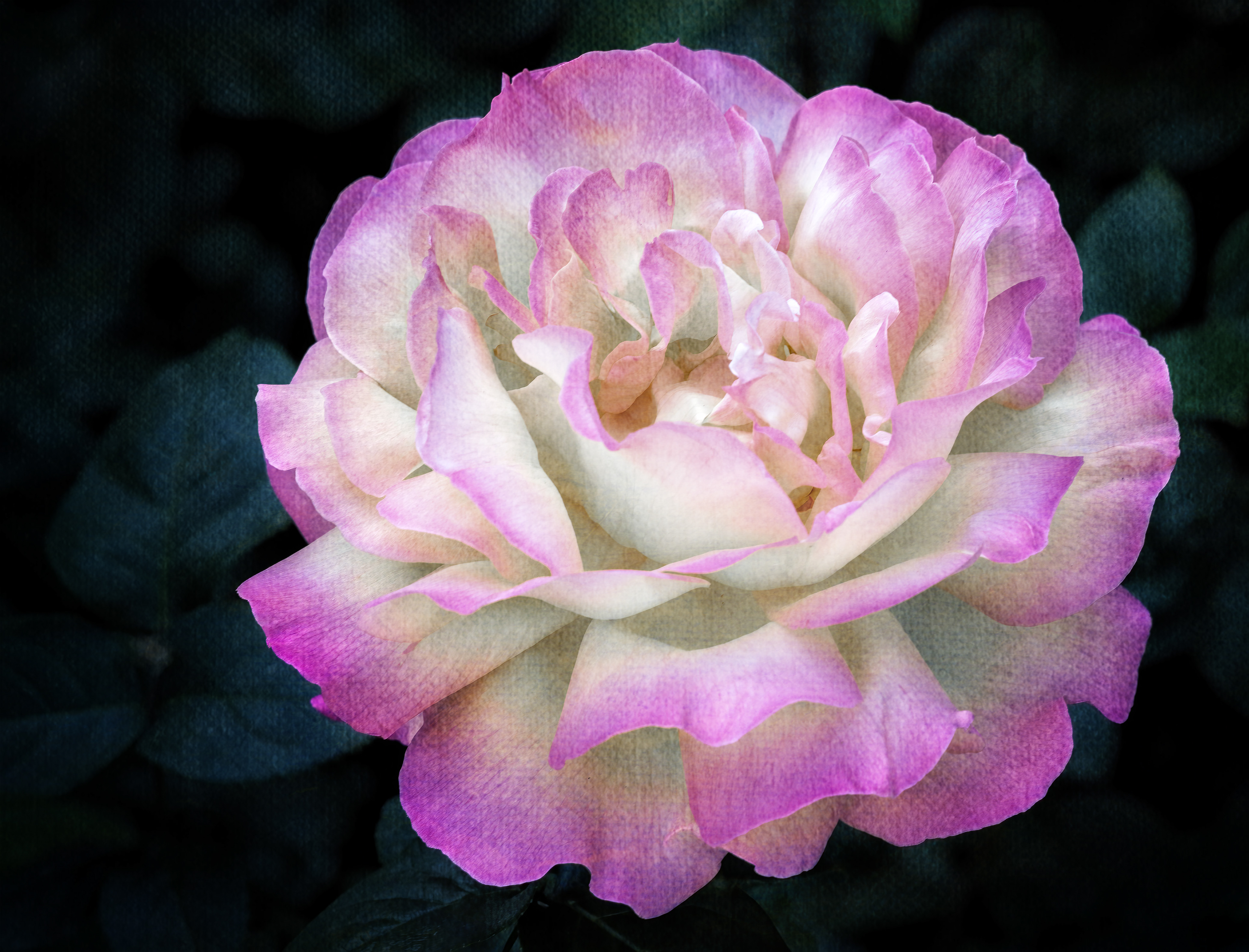 Pink Peony