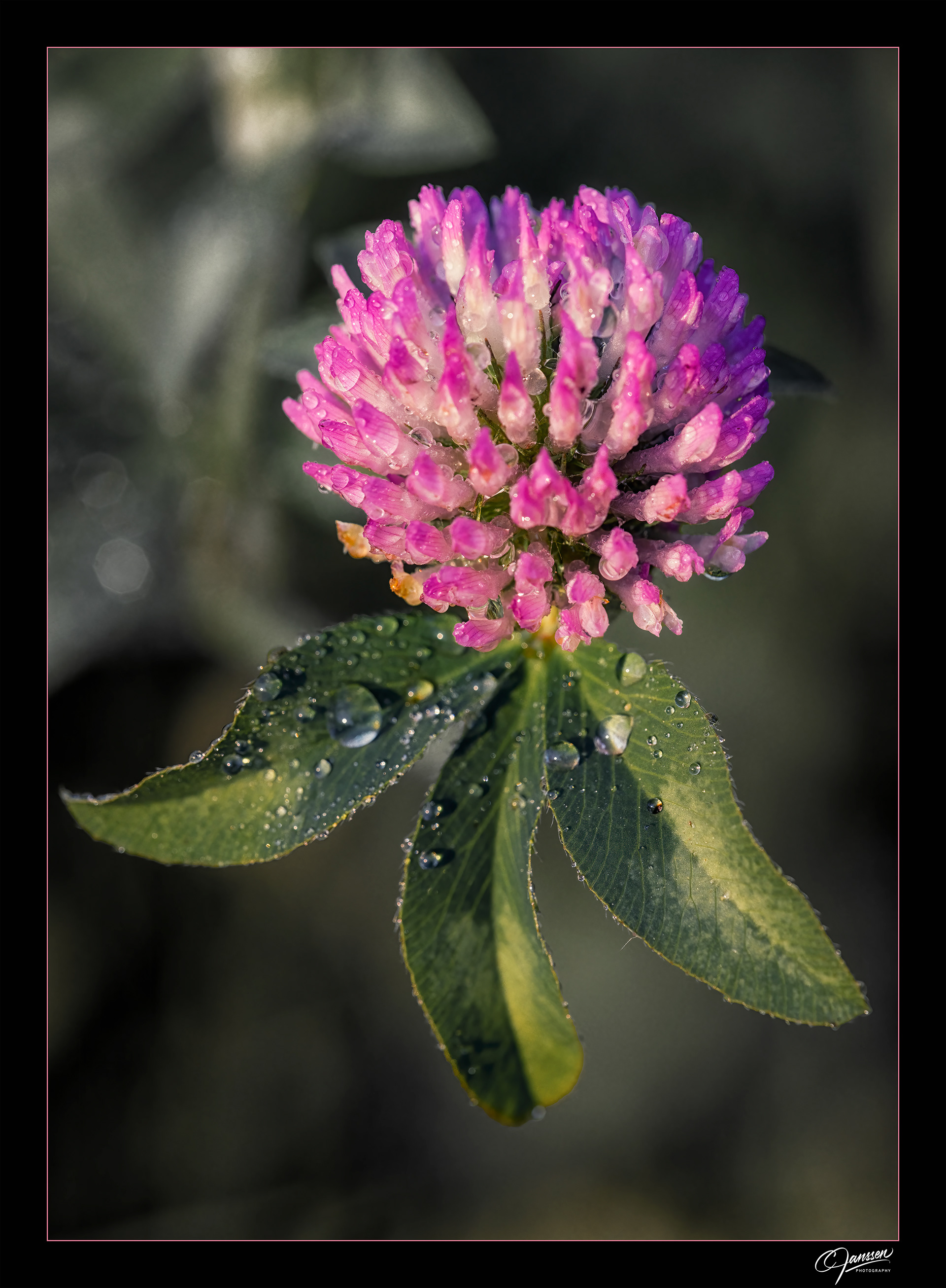 Clover