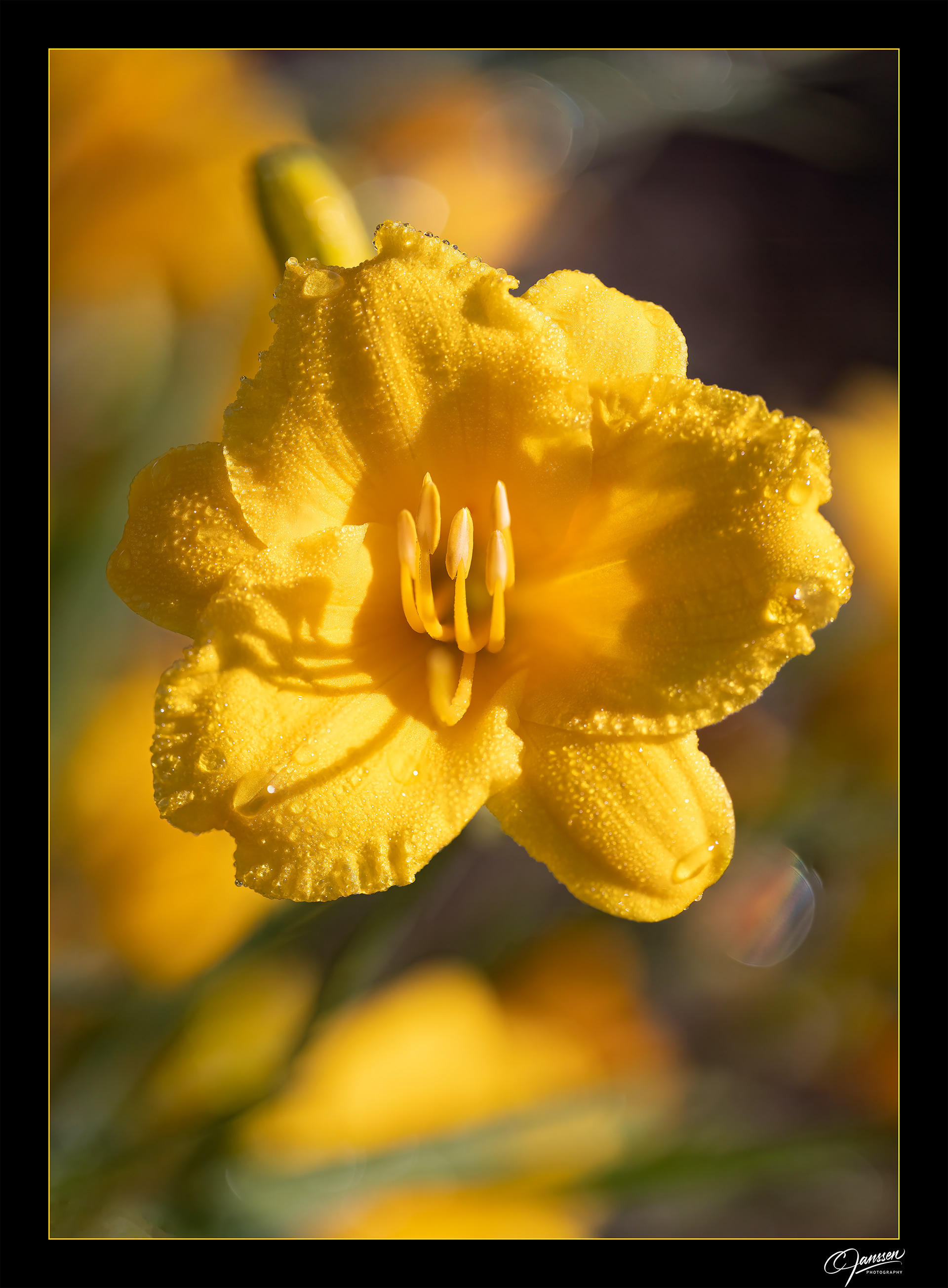 Daylilly