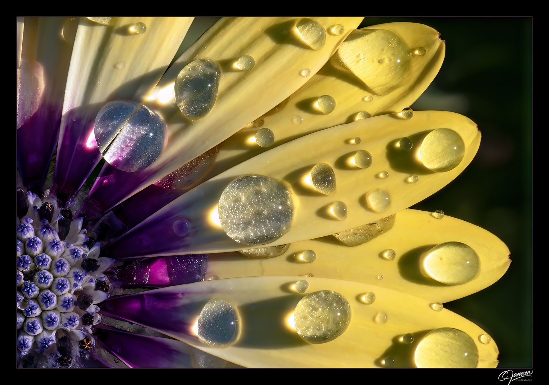 Yellow Purple Flower