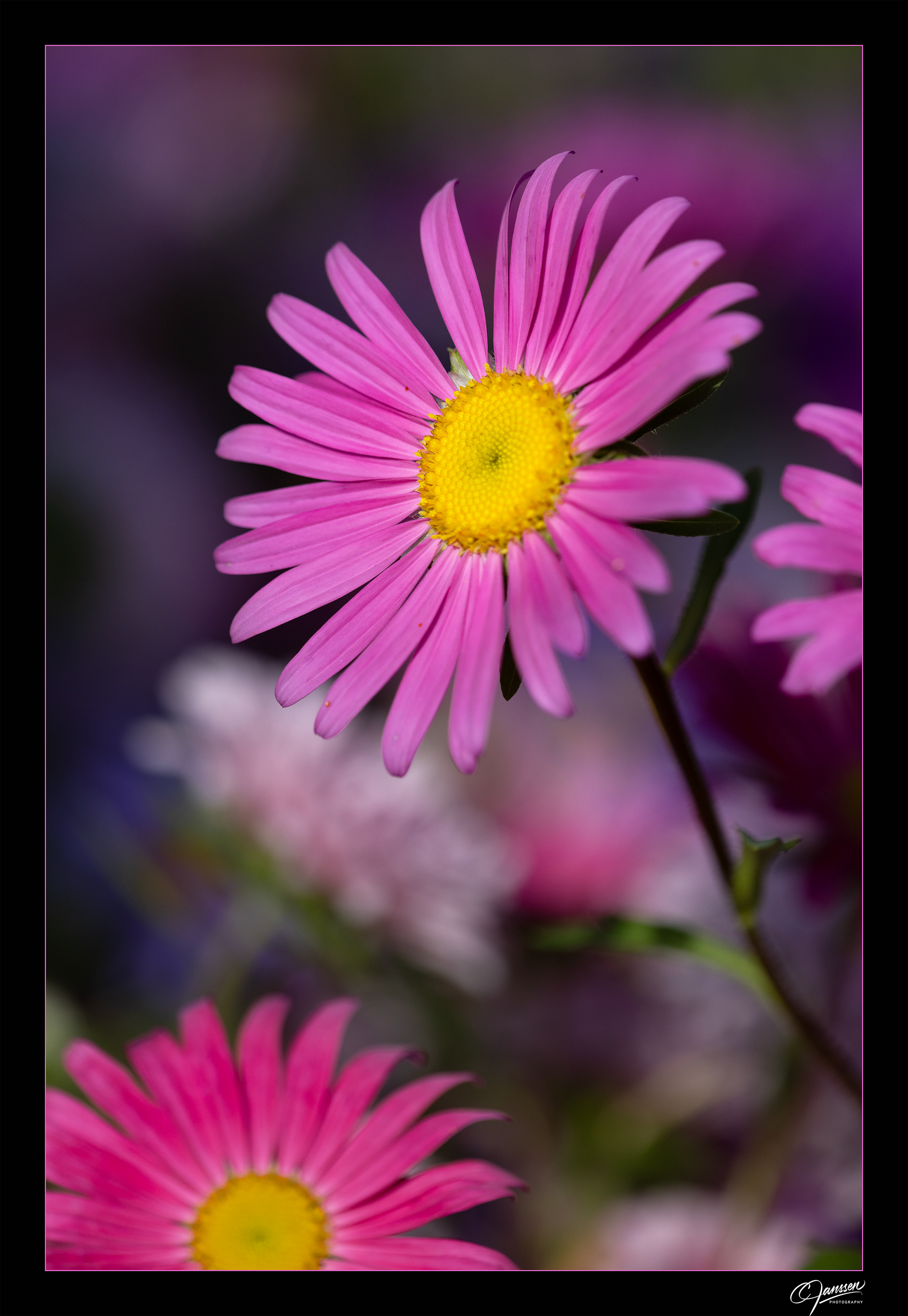 Pink Aster