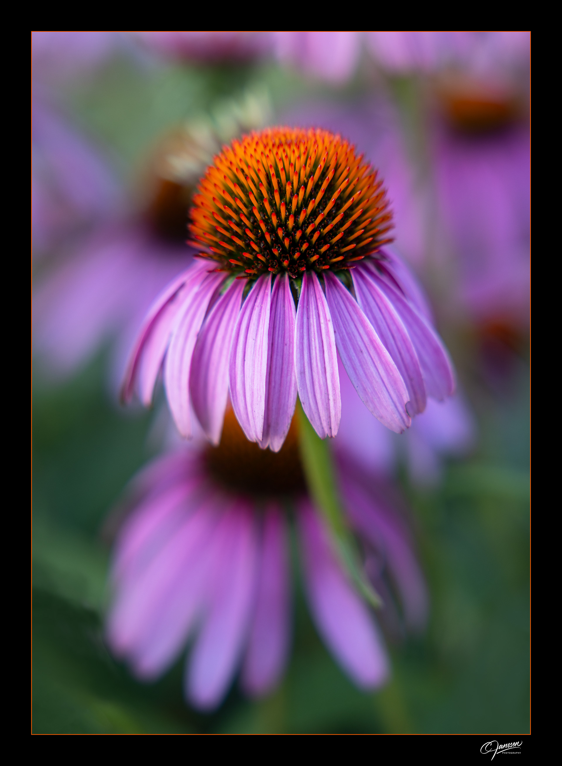 Isolated Coneflower
