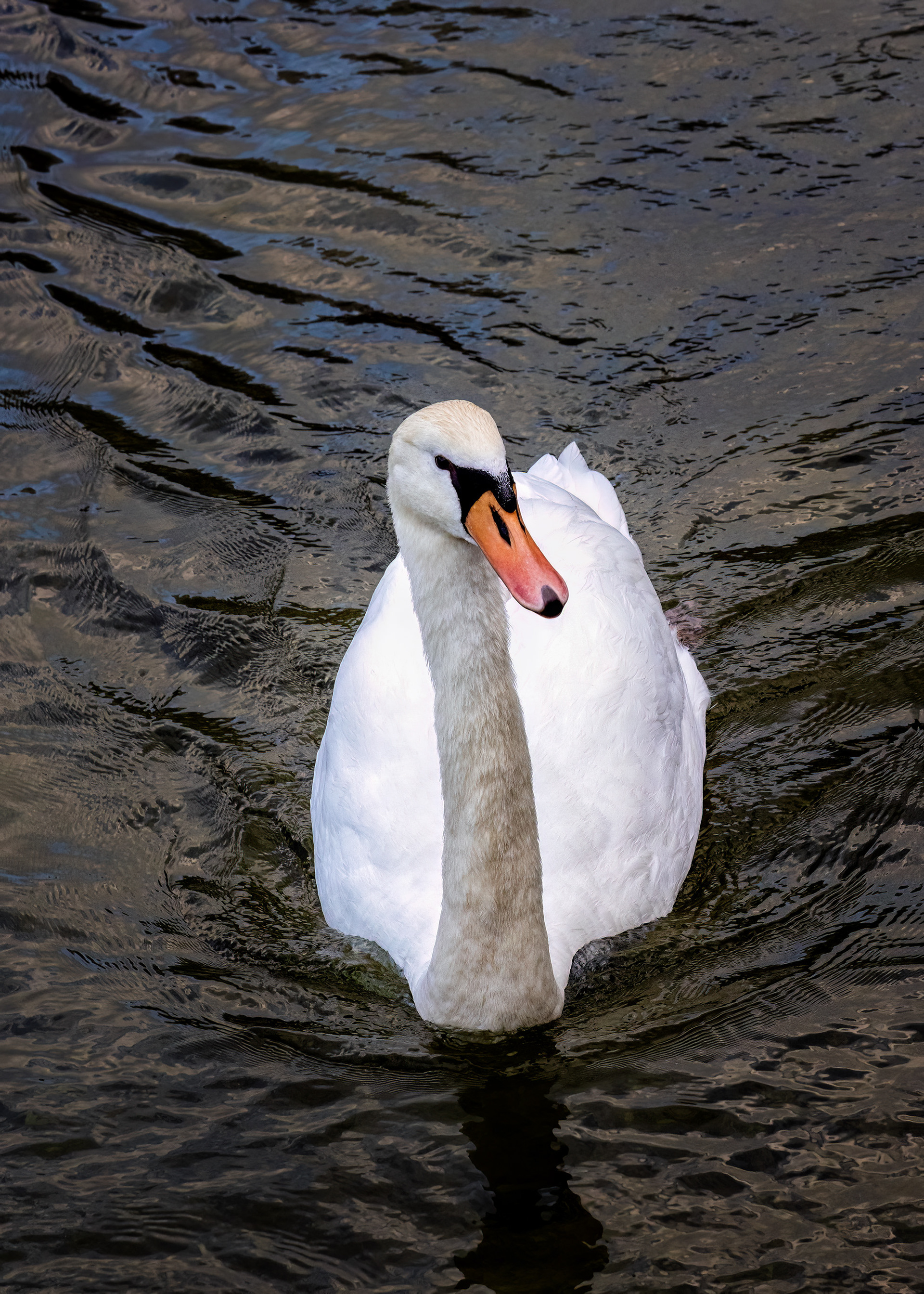 Hello Swan
