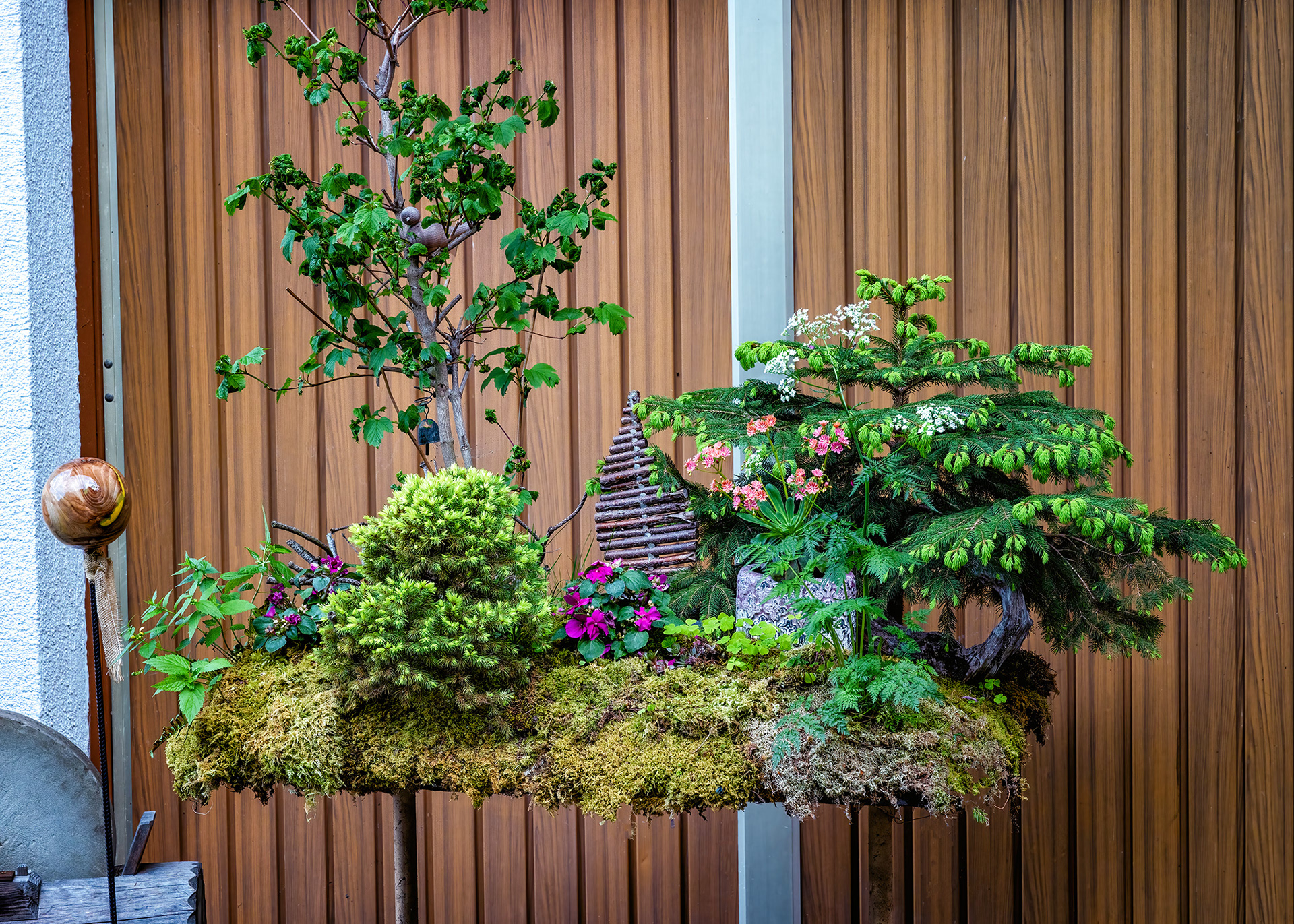 Bonsai