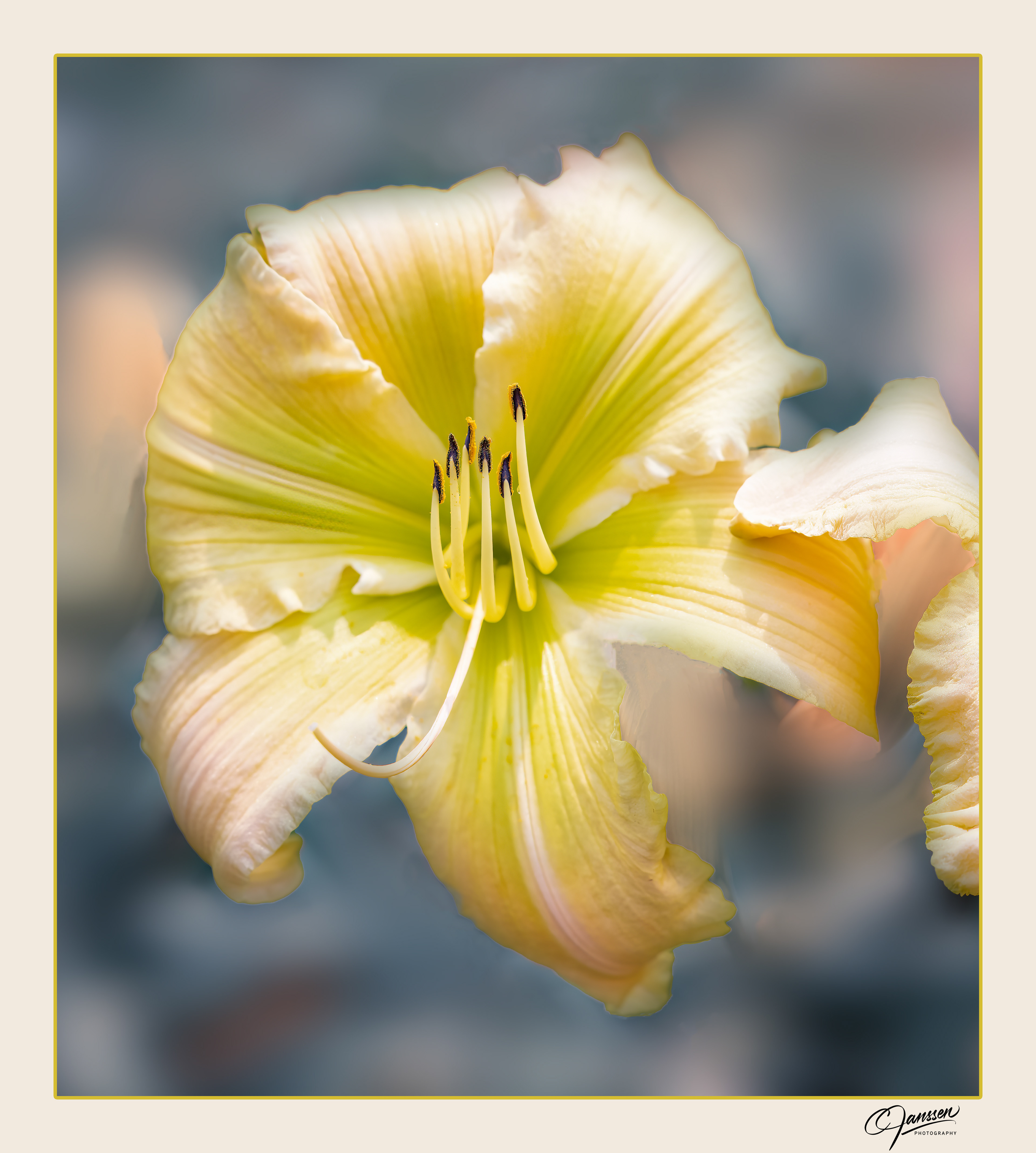 Yellow Daylily