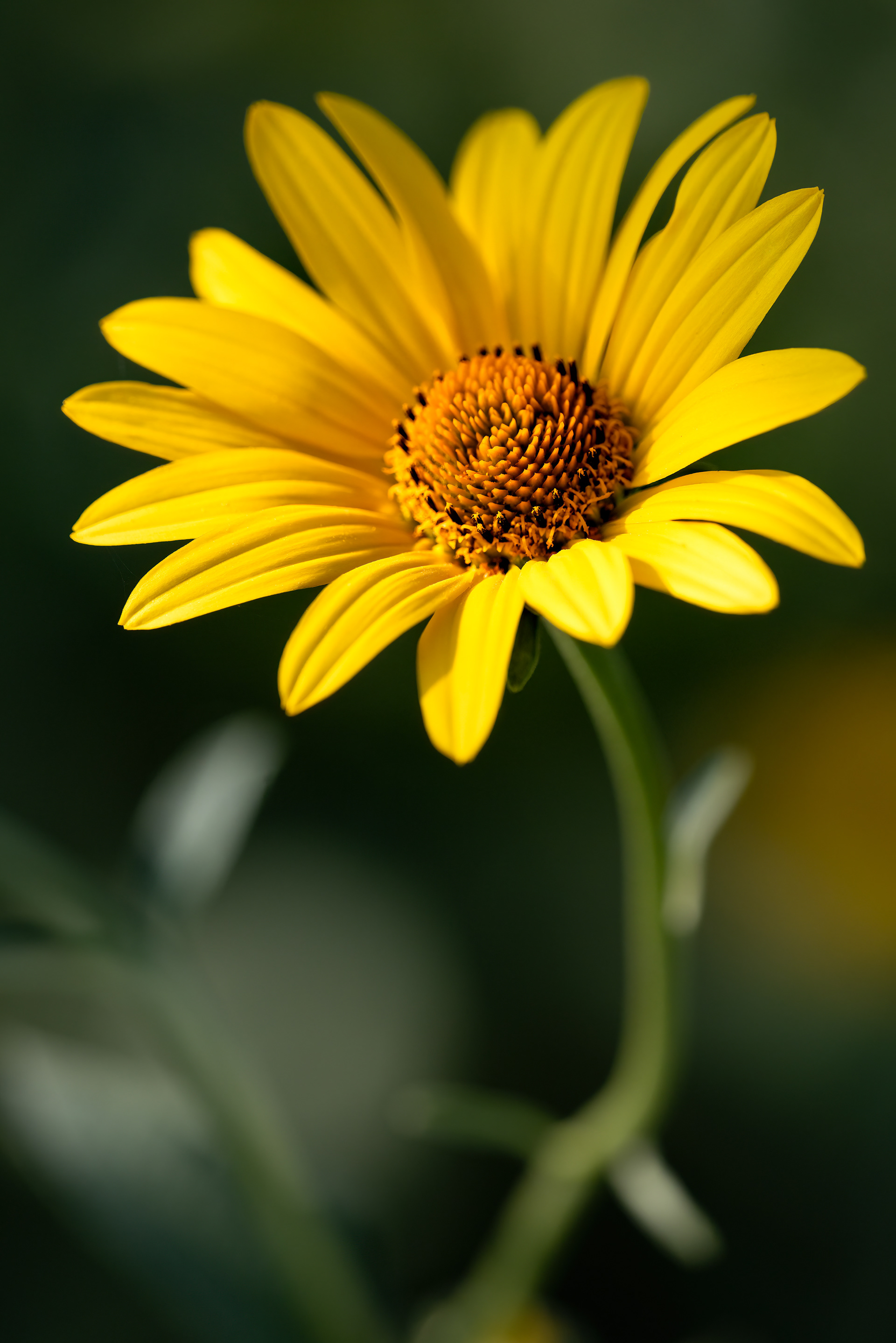 Yellow Daisy