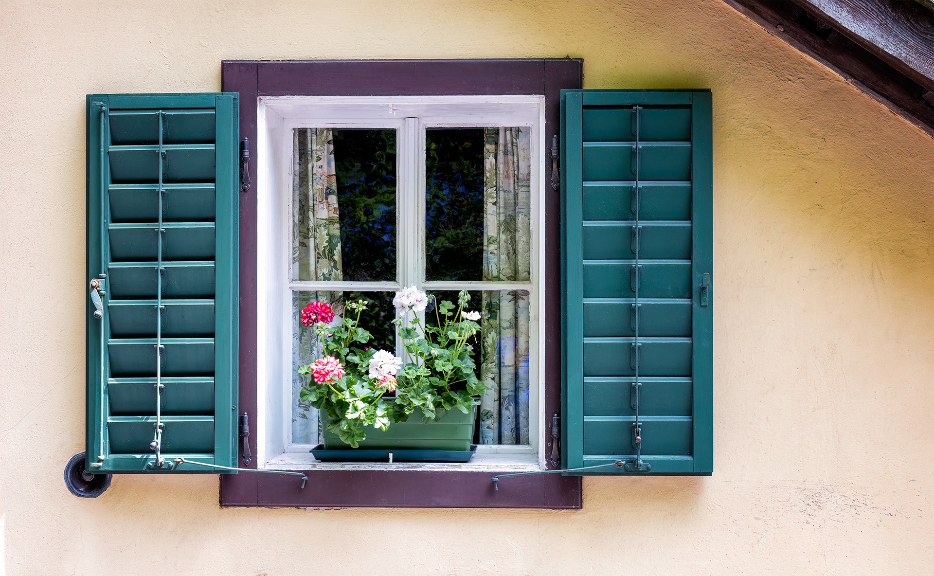 Geranium Window