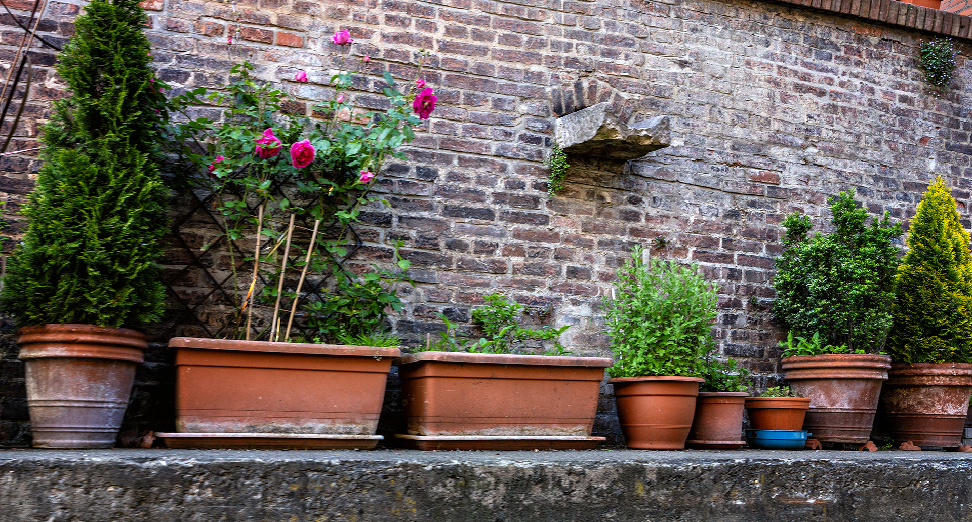 Plant Boxes