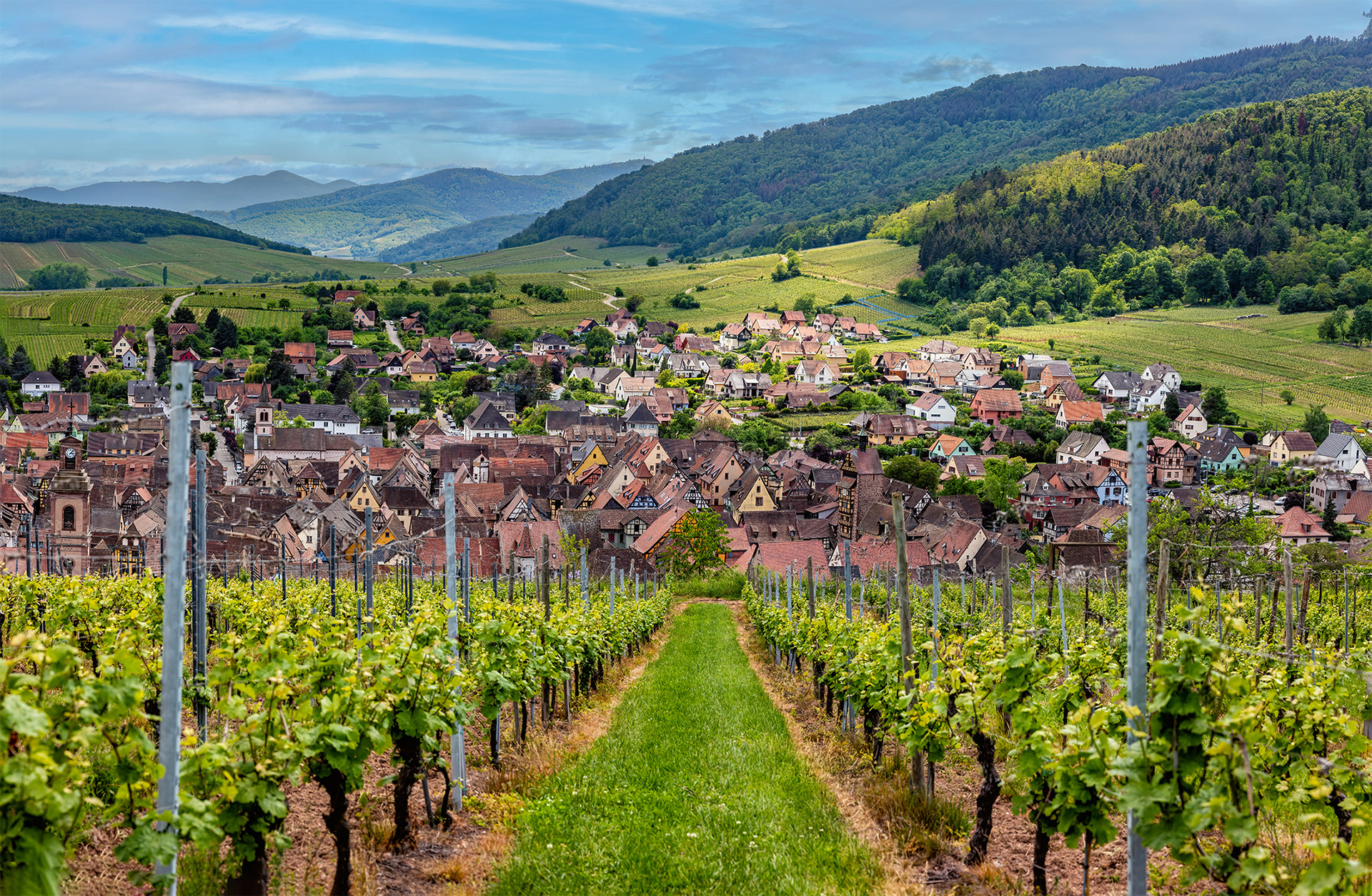 Vineyard above Riquewihr