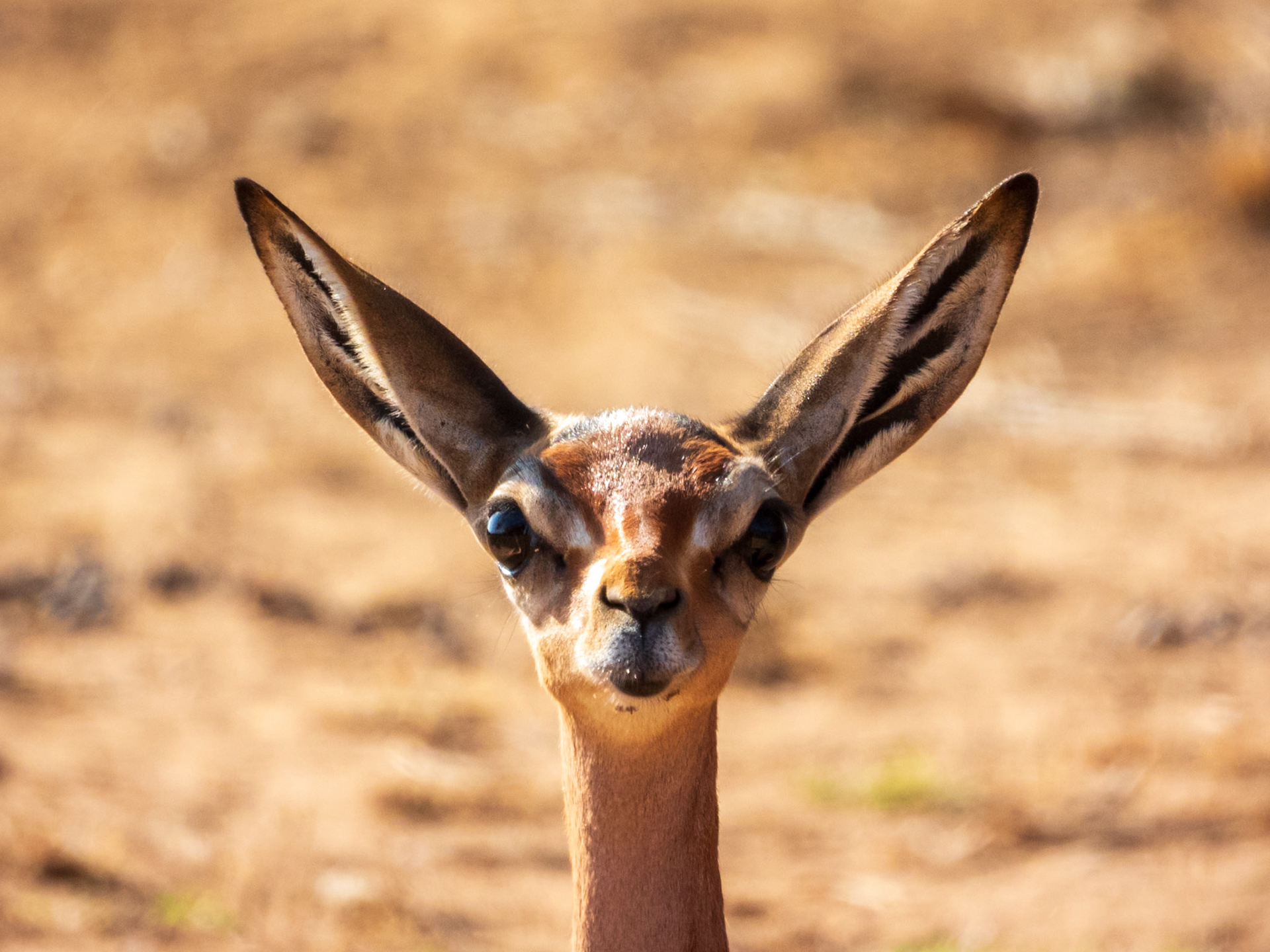 Gerenuk, Samburu Simba Lodge