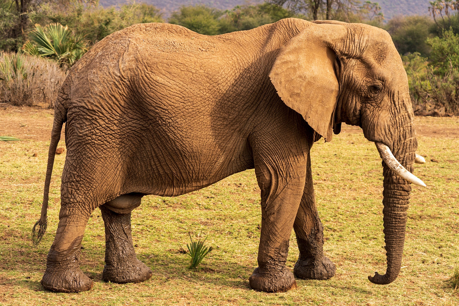 Savanna Elephant, Samburu Simba Lodge