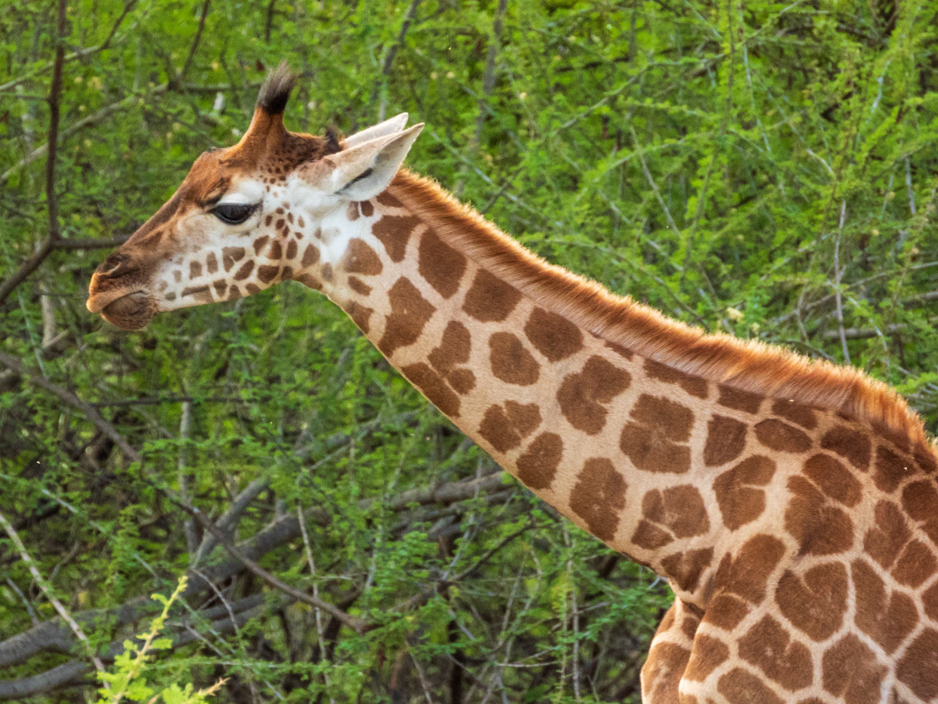 Northern Giraffe, Tumbili Cliff Lodge