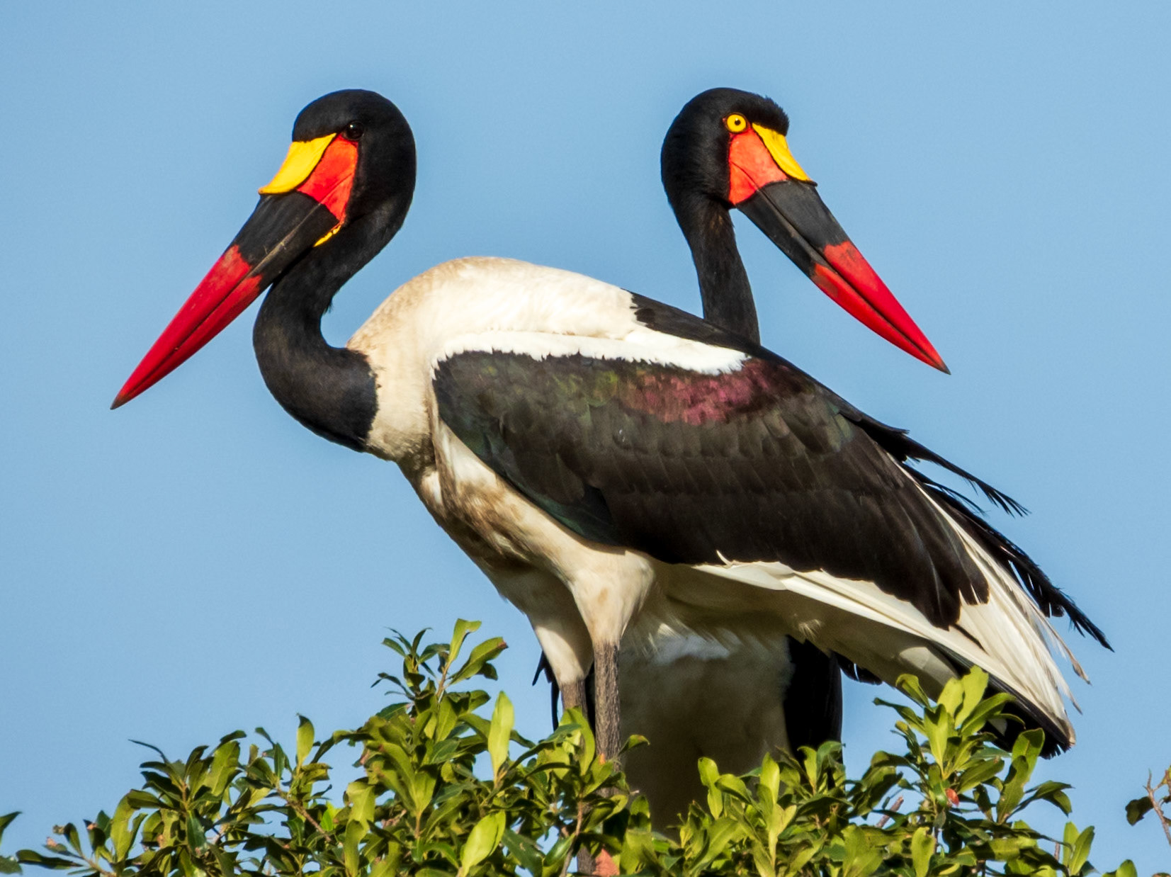 Saddle-billed Stork, Melting Bush Camp