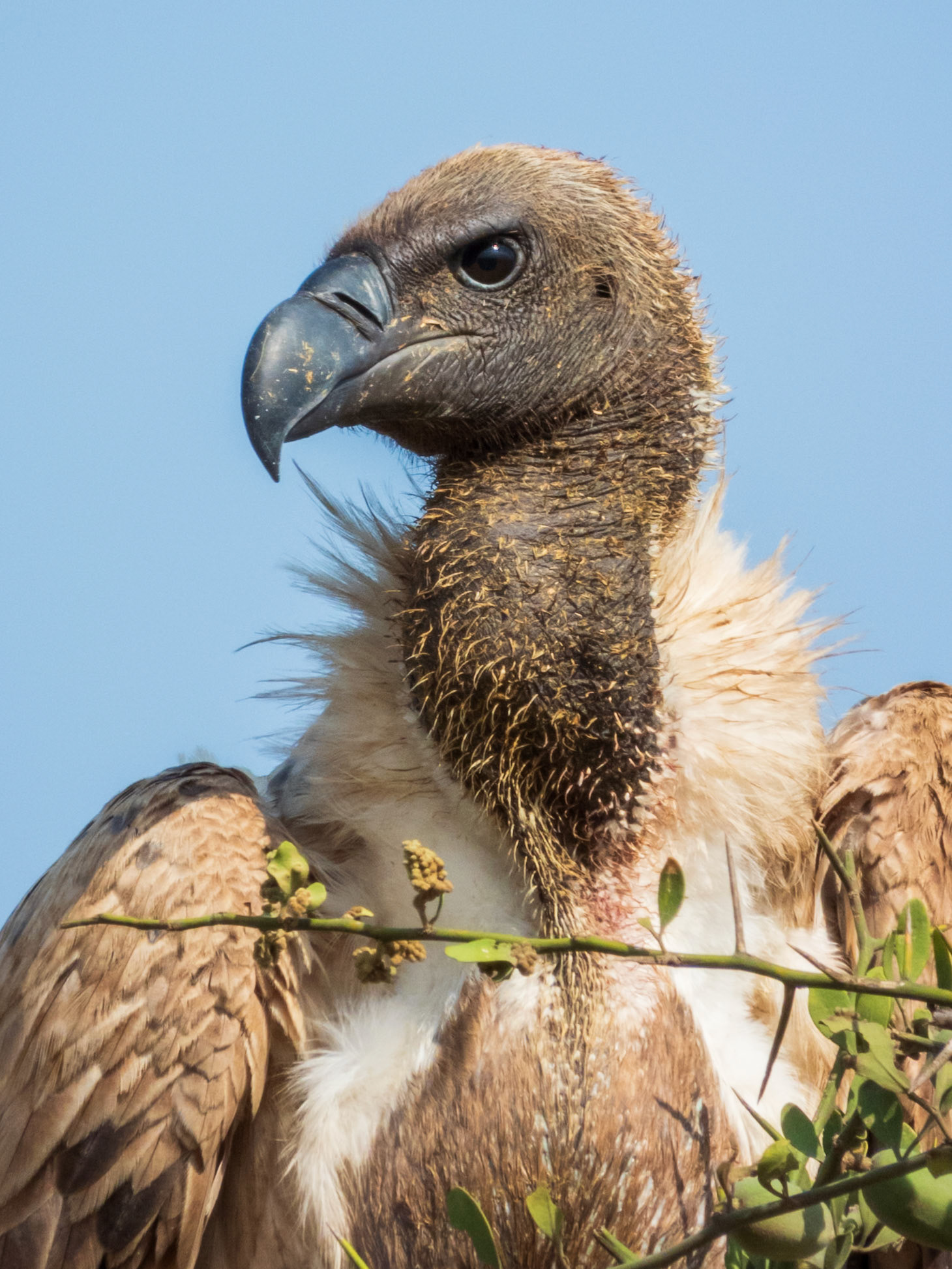 White-backed Vulture, Melting Bush Camp