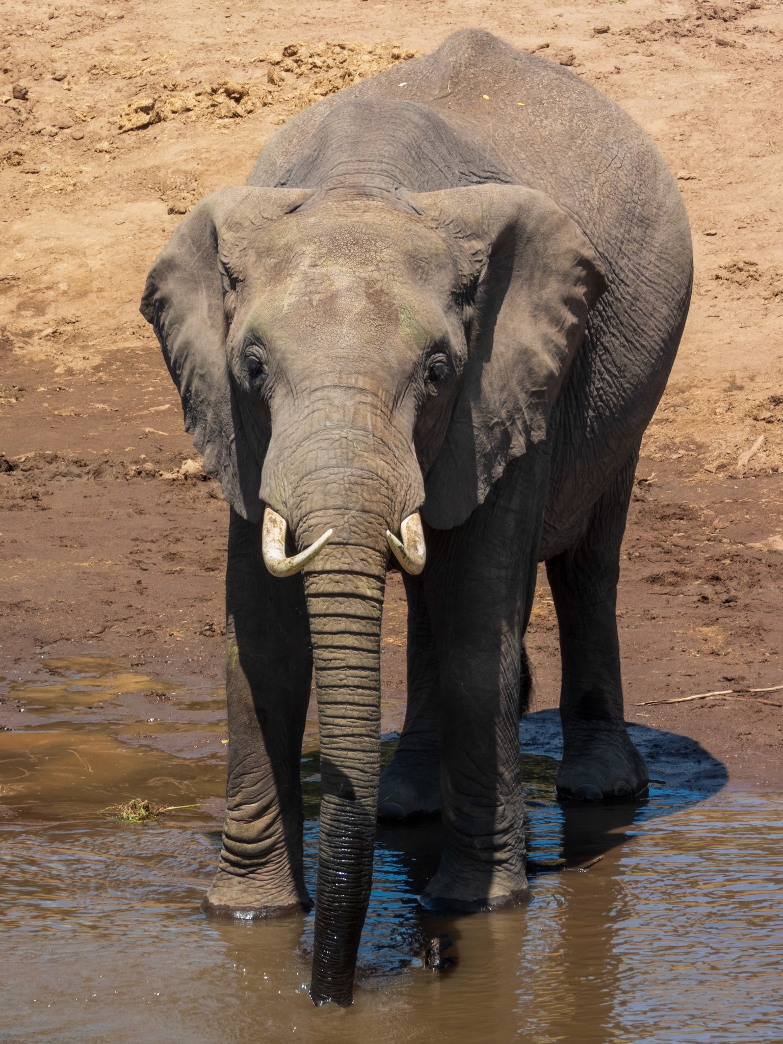 Savanna Elephant, Melting Bush Camp