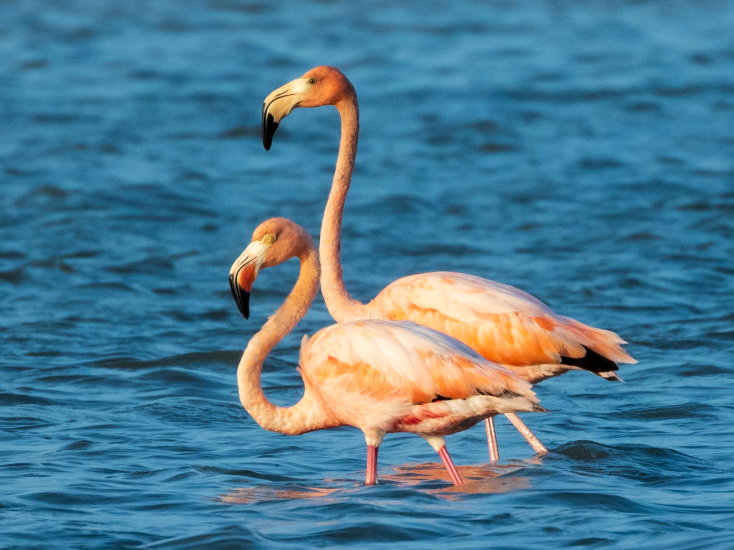 American Flamingo, Santuario de Fauna y Flora Los Flamencos
