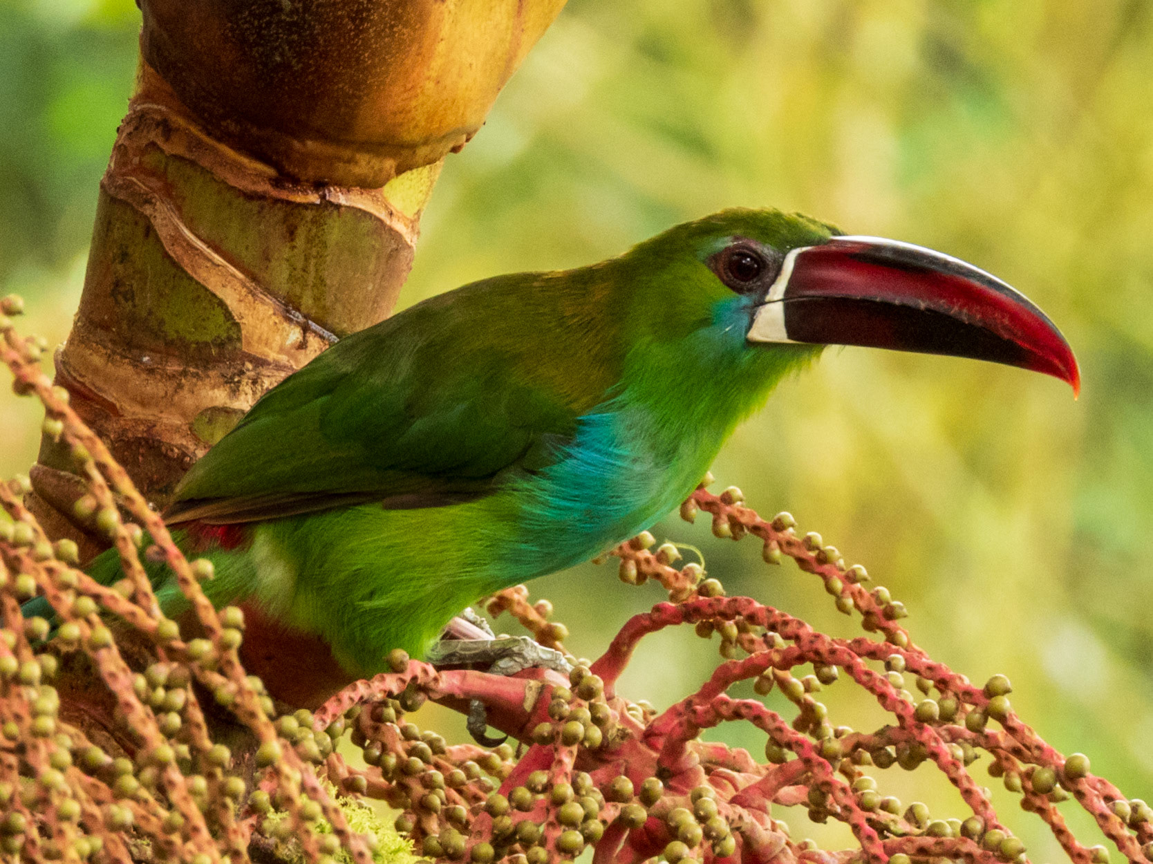 Crimson-rumped Toucanet, Finca Bosque de Niebla