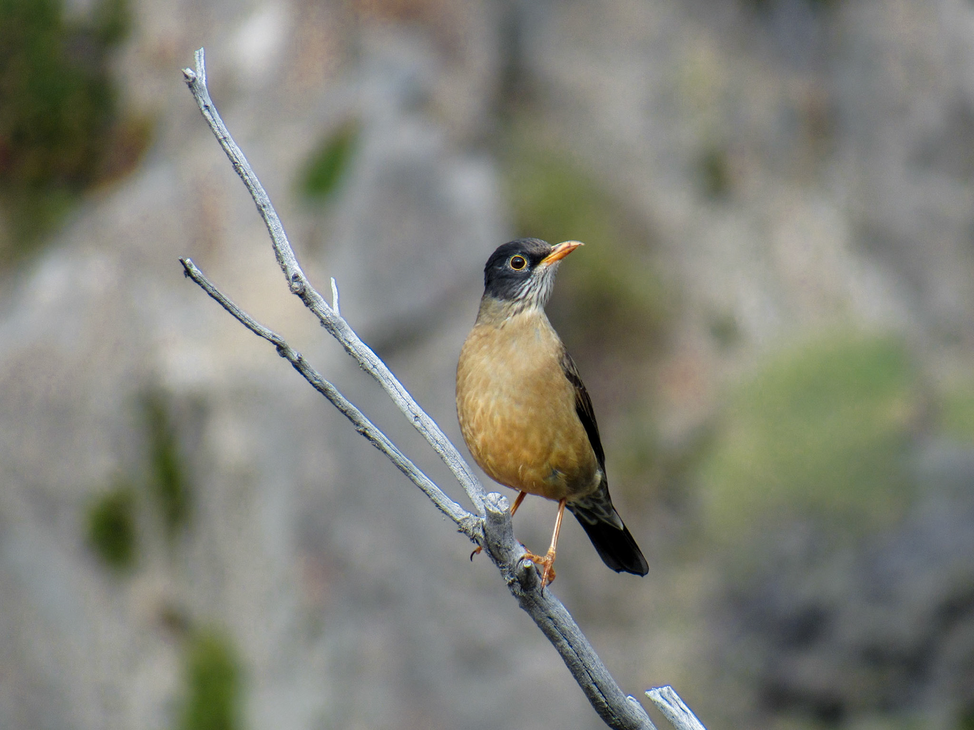 Austral Thrush, Villa Traful