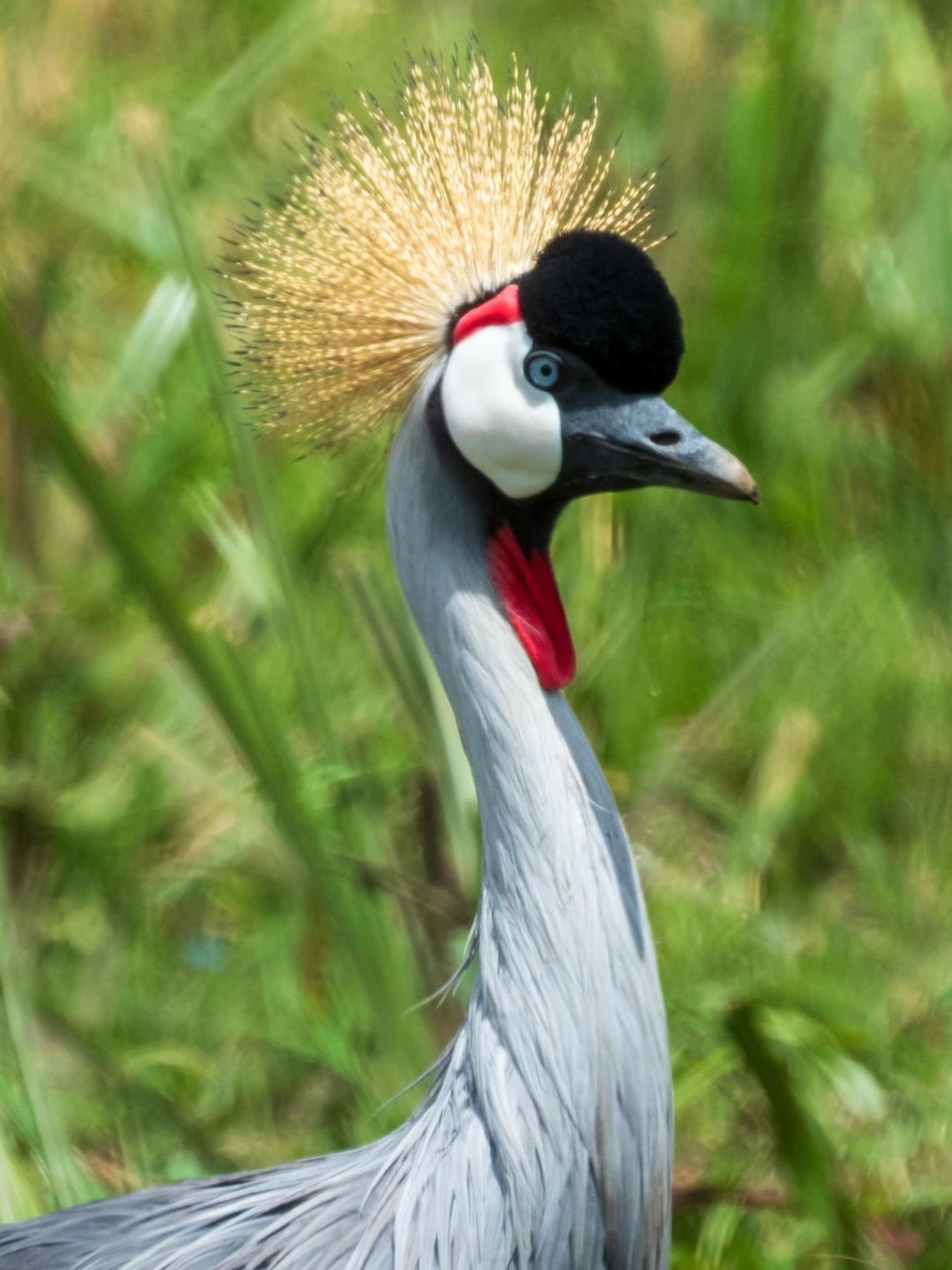 Gray Crowned-Crane, Melting Bush Camp