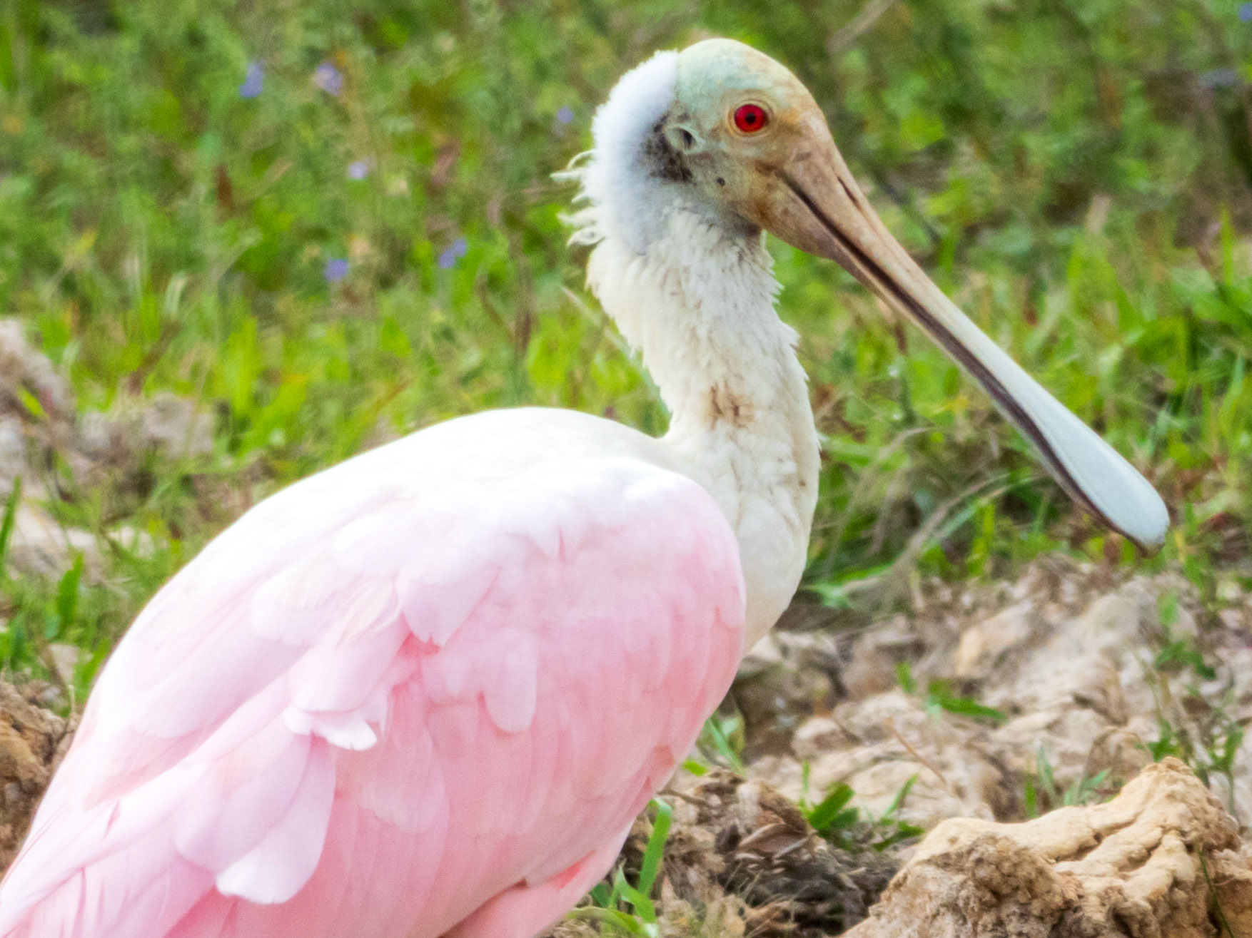 Roseate Spoonbill, Hato la Aurora