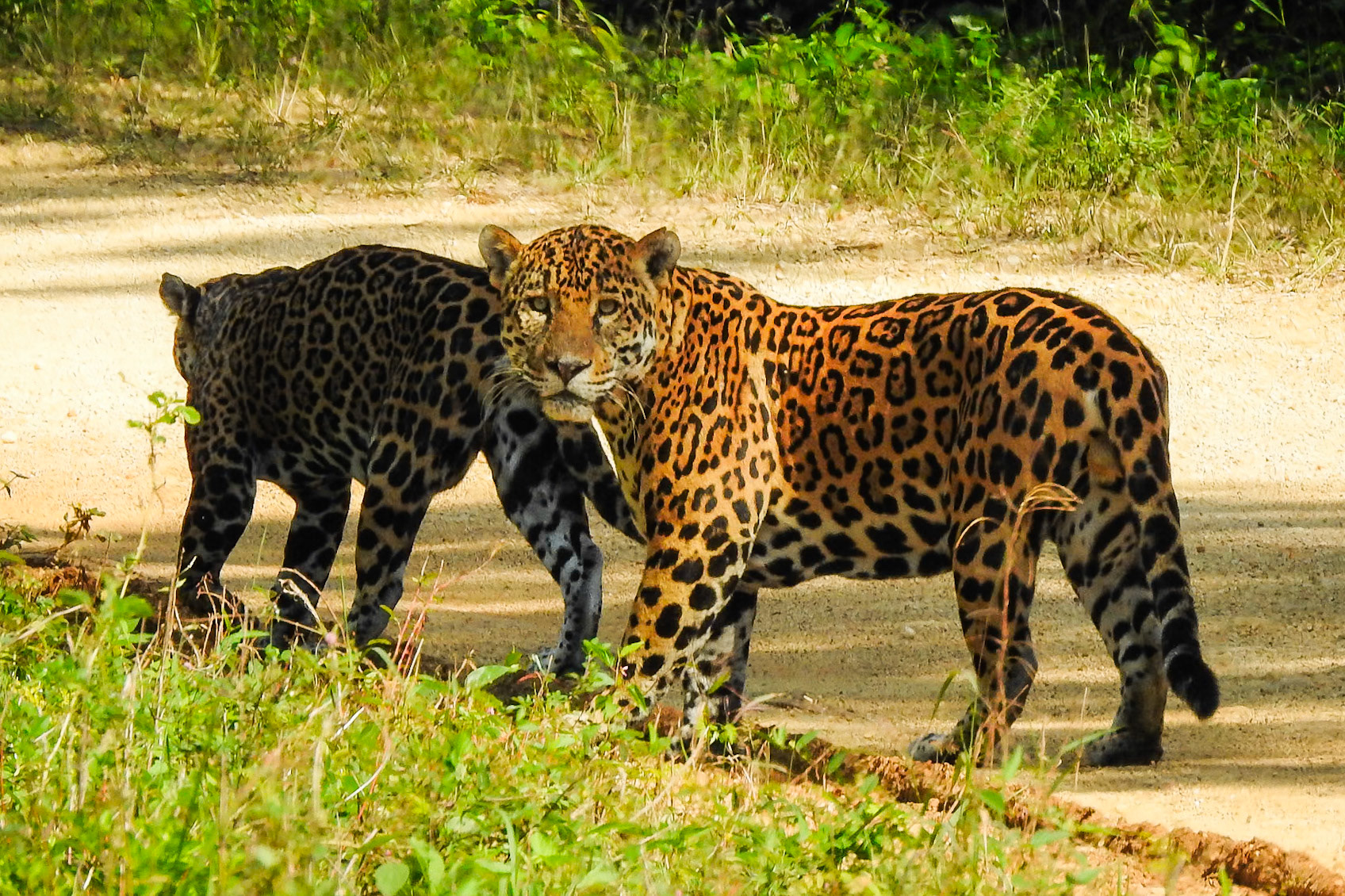Jaguar, Hill Bank Field Station
