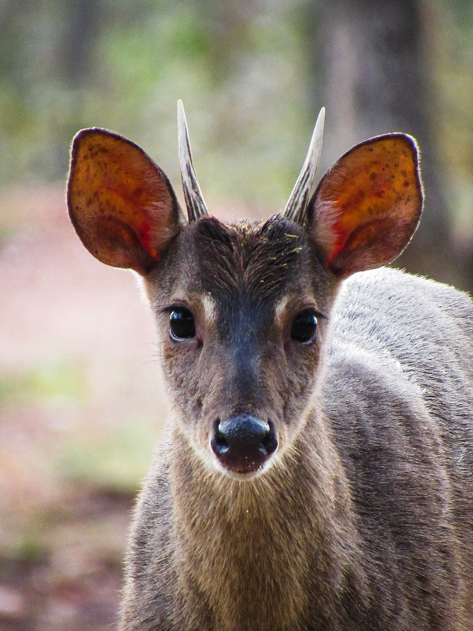 Common Brown Brocket, Bonito