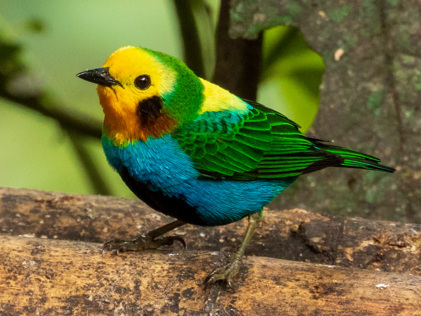 Multicolored Tanager, Finca Alejandría