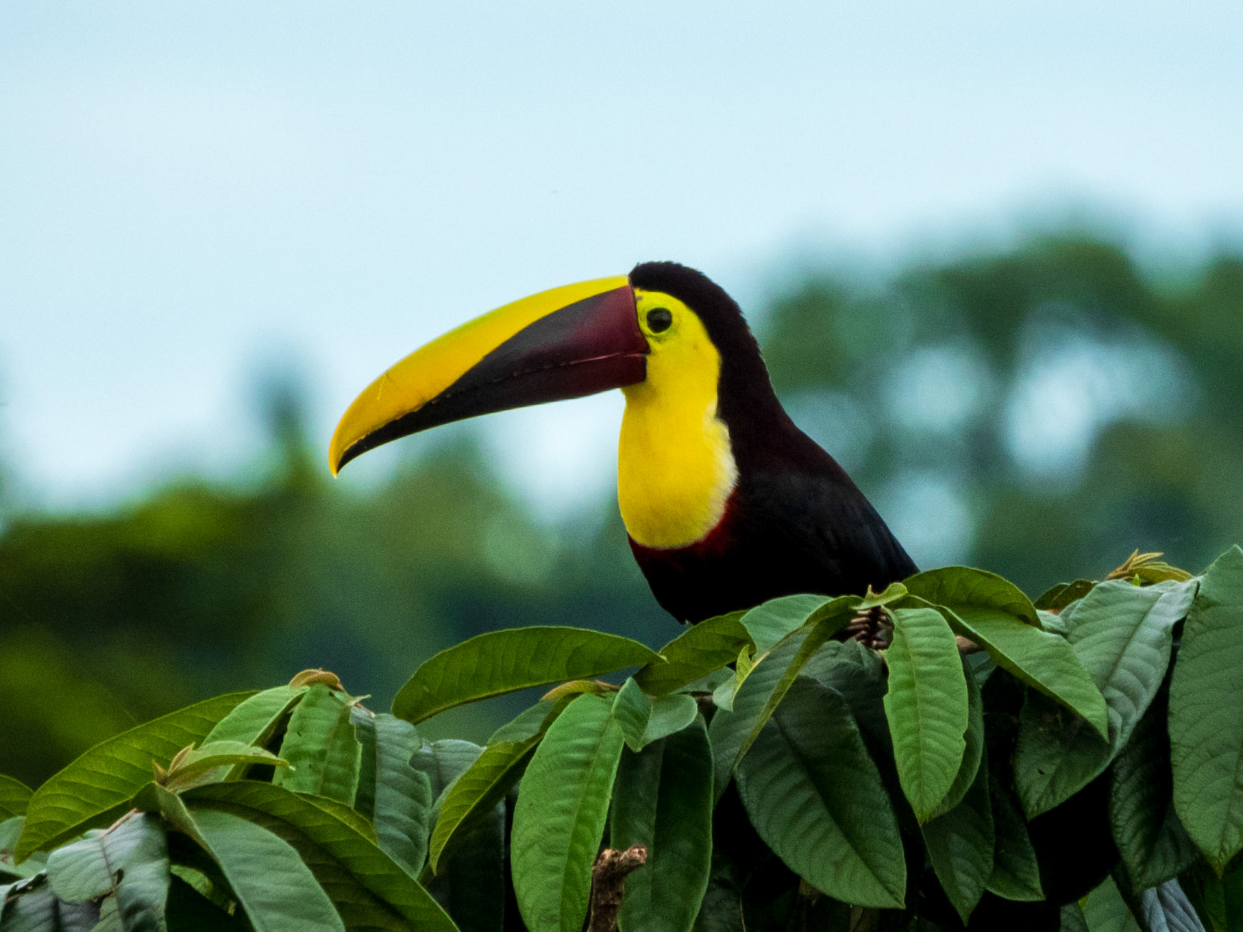 Yellow-throated Toucan, Panama Rainforest Discovery Center