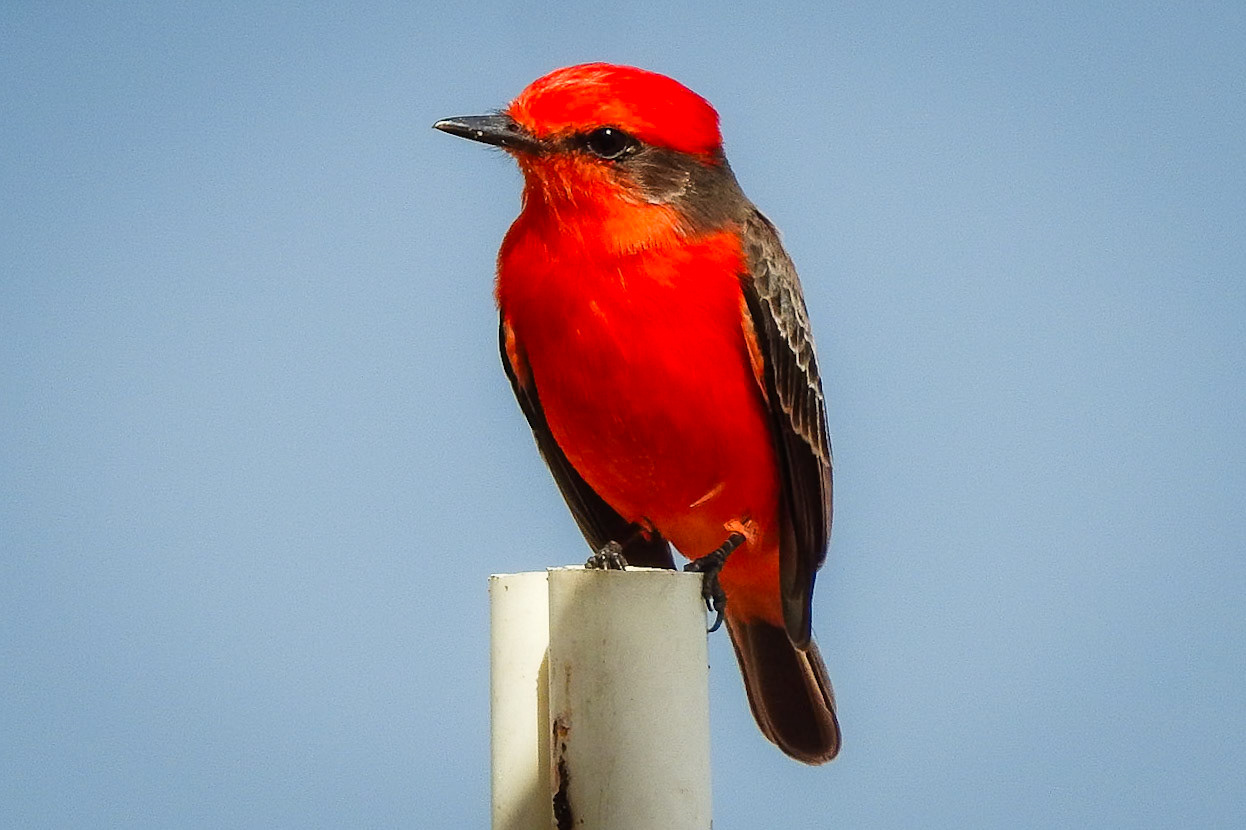 Vermilion Flycatcher, Crooked Tree Wildlife Sanctuary