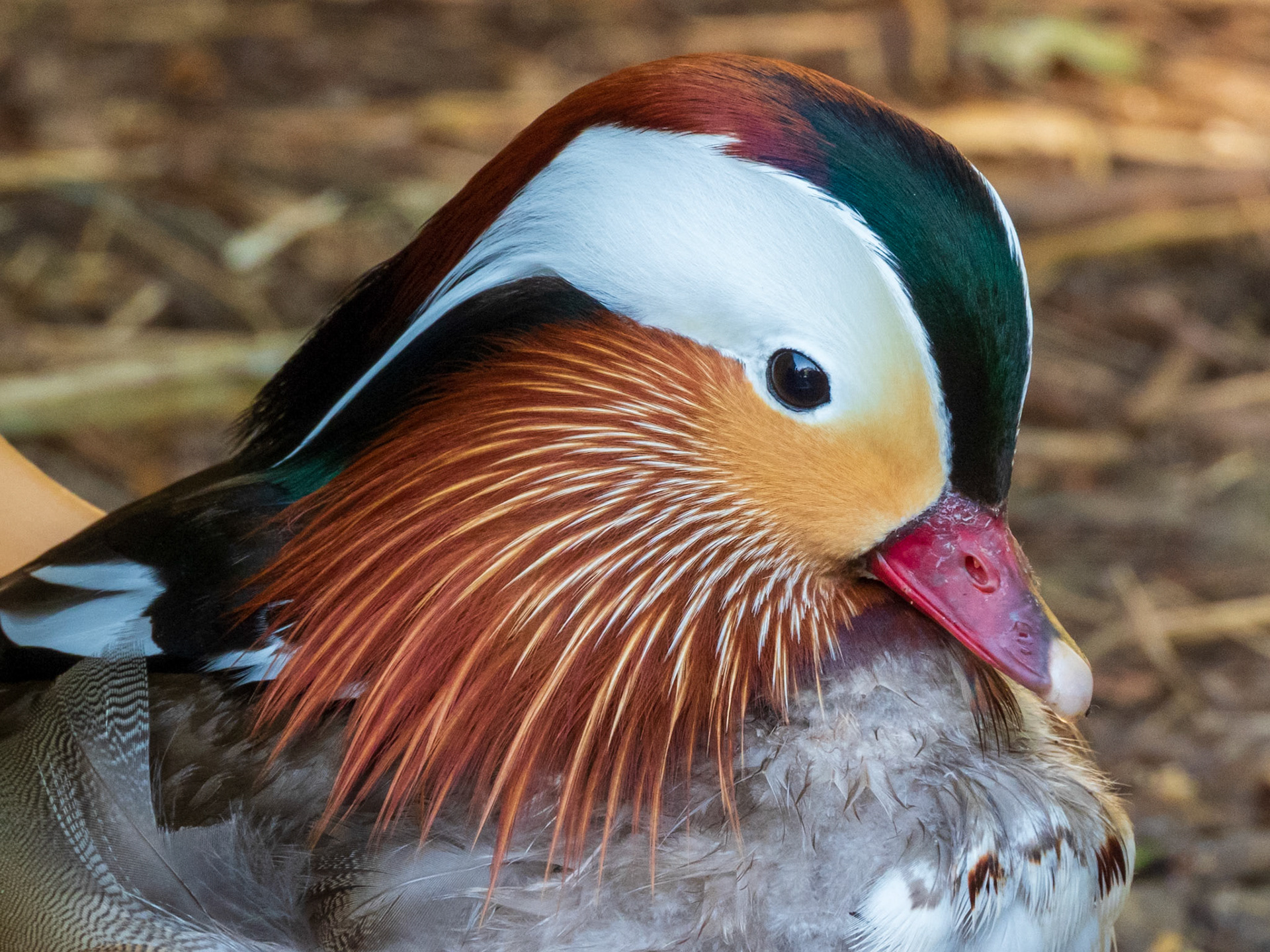 Mandarin Duck, Parc du Château