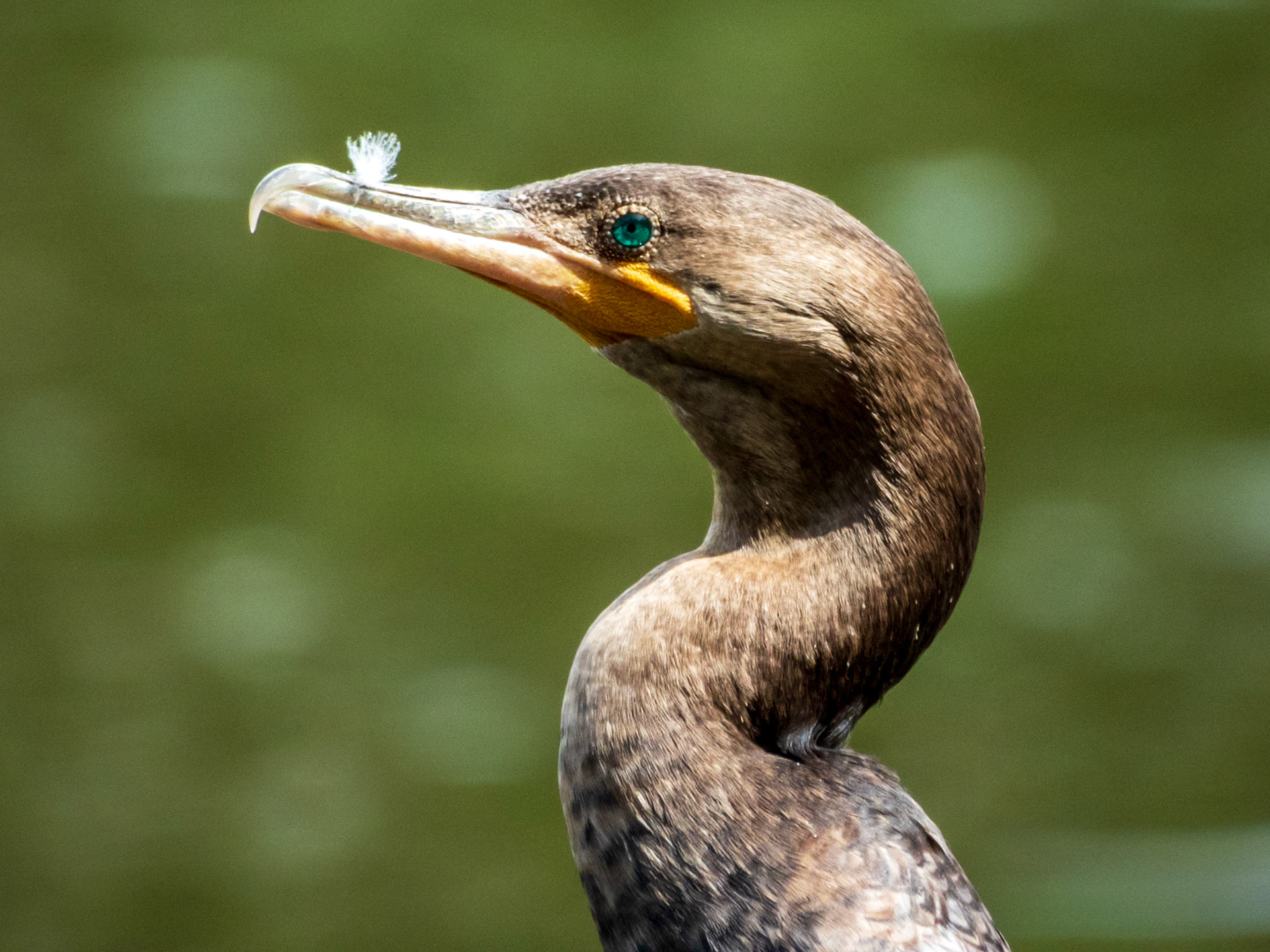 Neotropic Cormorant, Laguna de Sonso