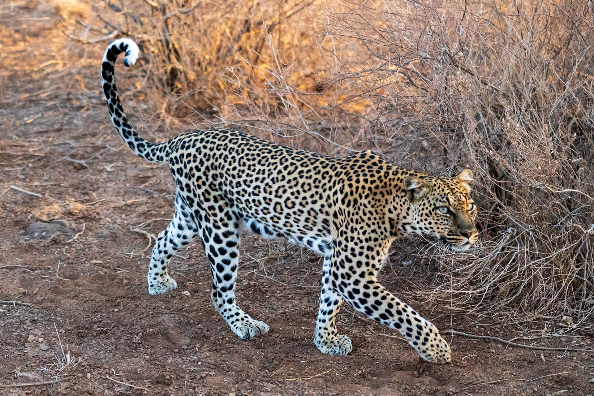 Leopard, Samburu Simba Lodge