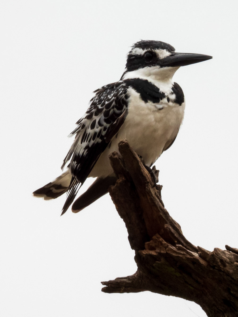 Pied Kingfisher, Melting Bush Camp