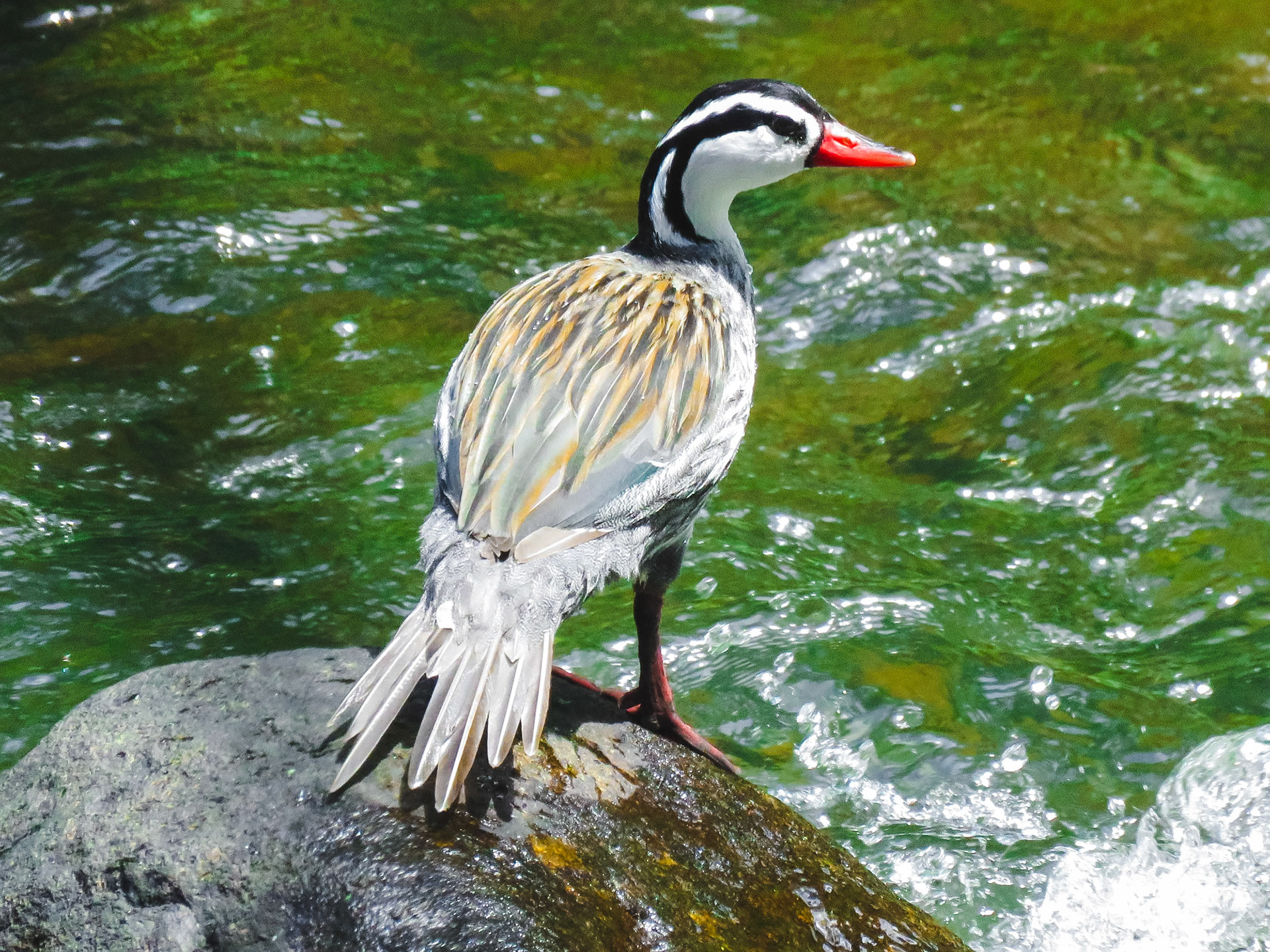 Torrent Duck, Santuario de Flora y Fauna de Otún Quimbaya