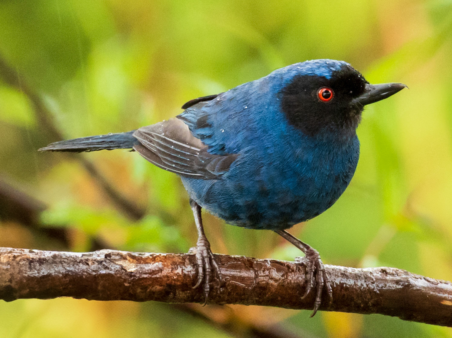Masked Flowerpiercer, Parque Nacional Natural Tatamá