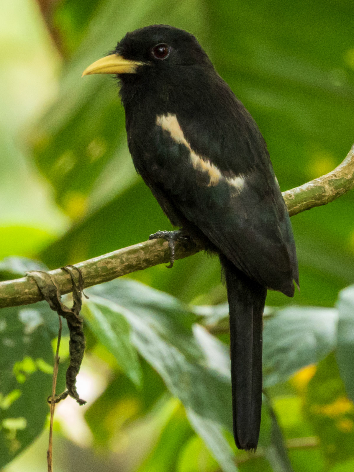 Yellow-billed Nunbird, Harpy Eagle Reserve