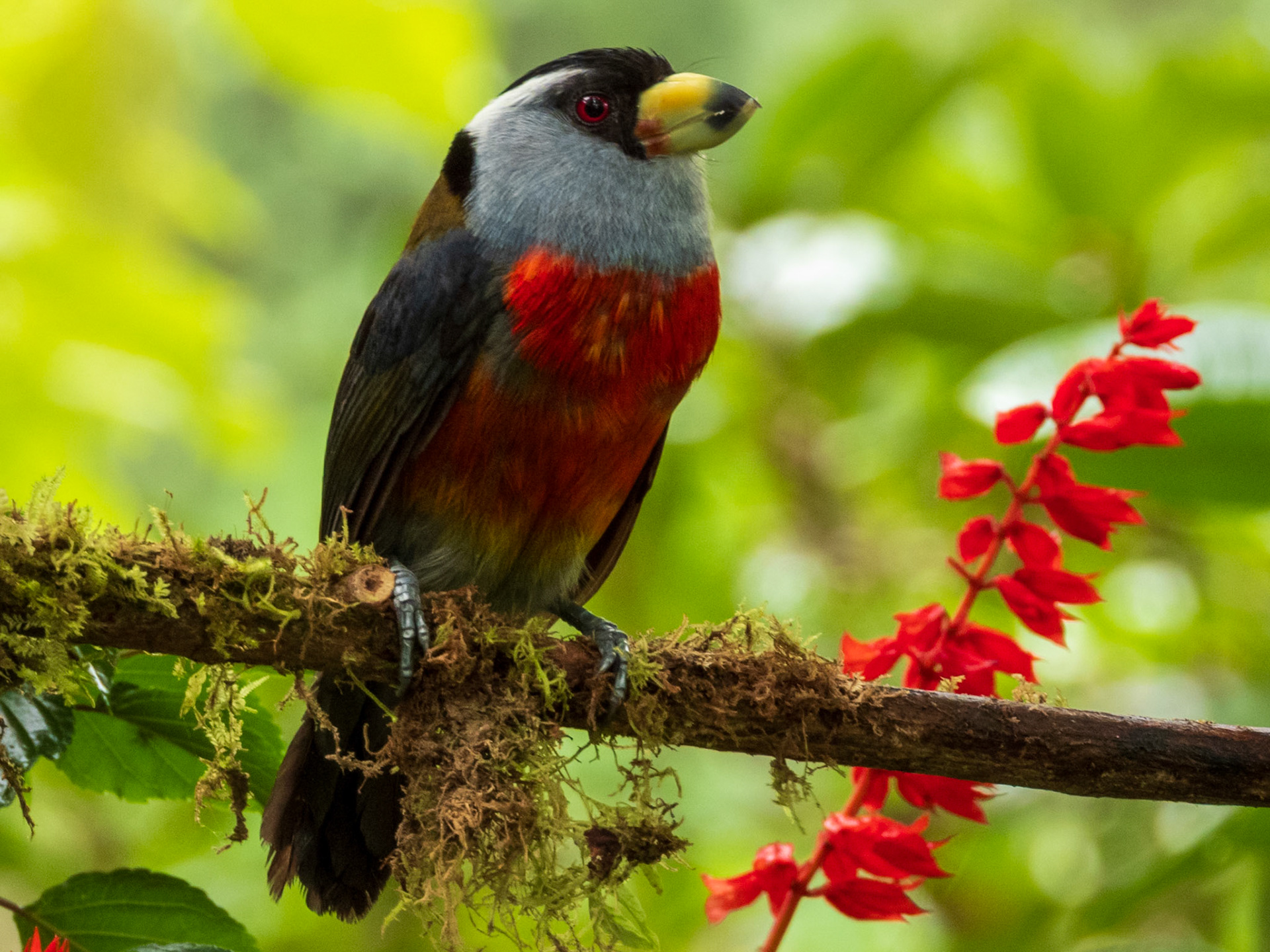 Toucan Barbet, Doña Dora