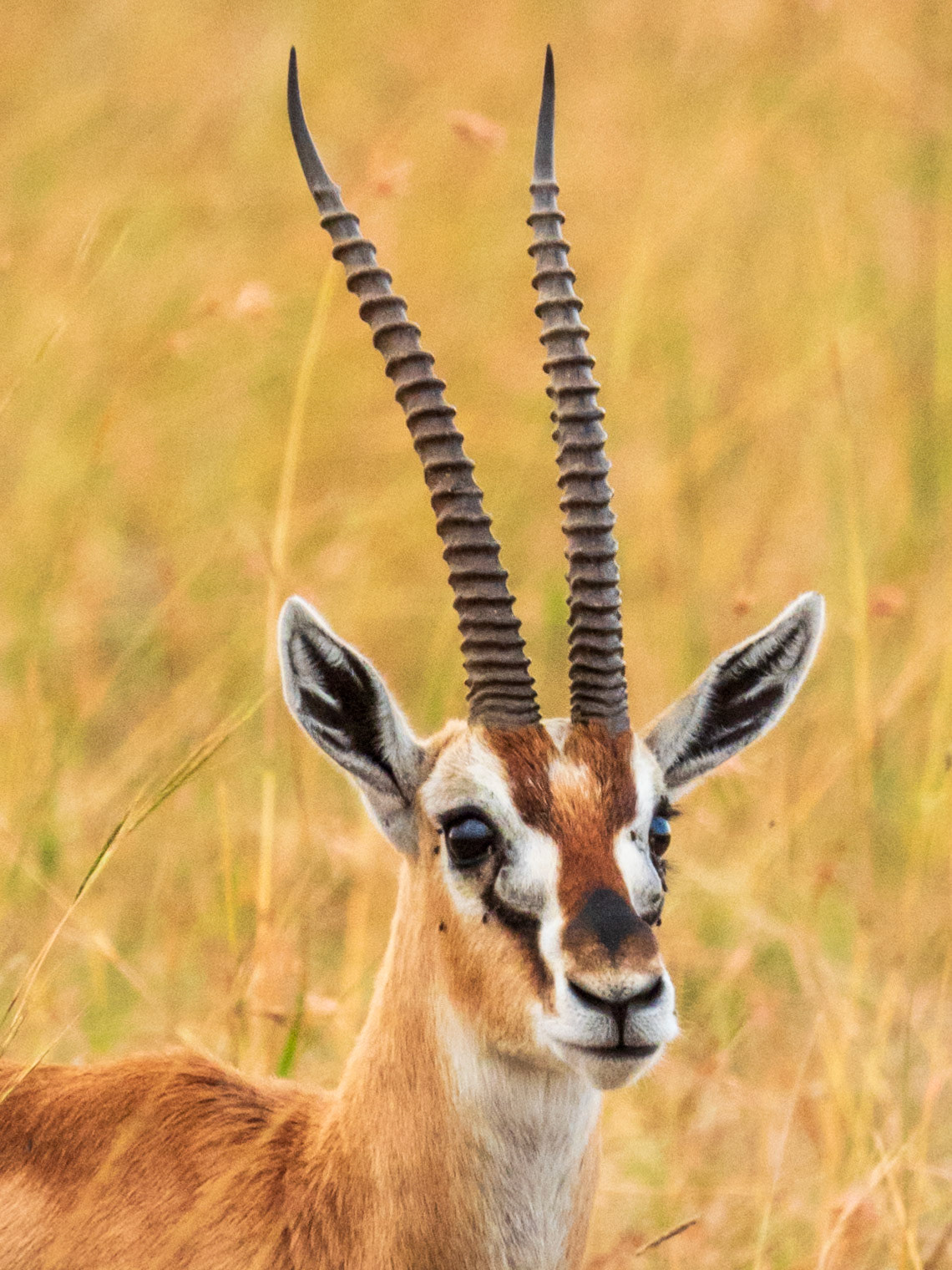 Thompson's Gazelle, Melting Bush Camp