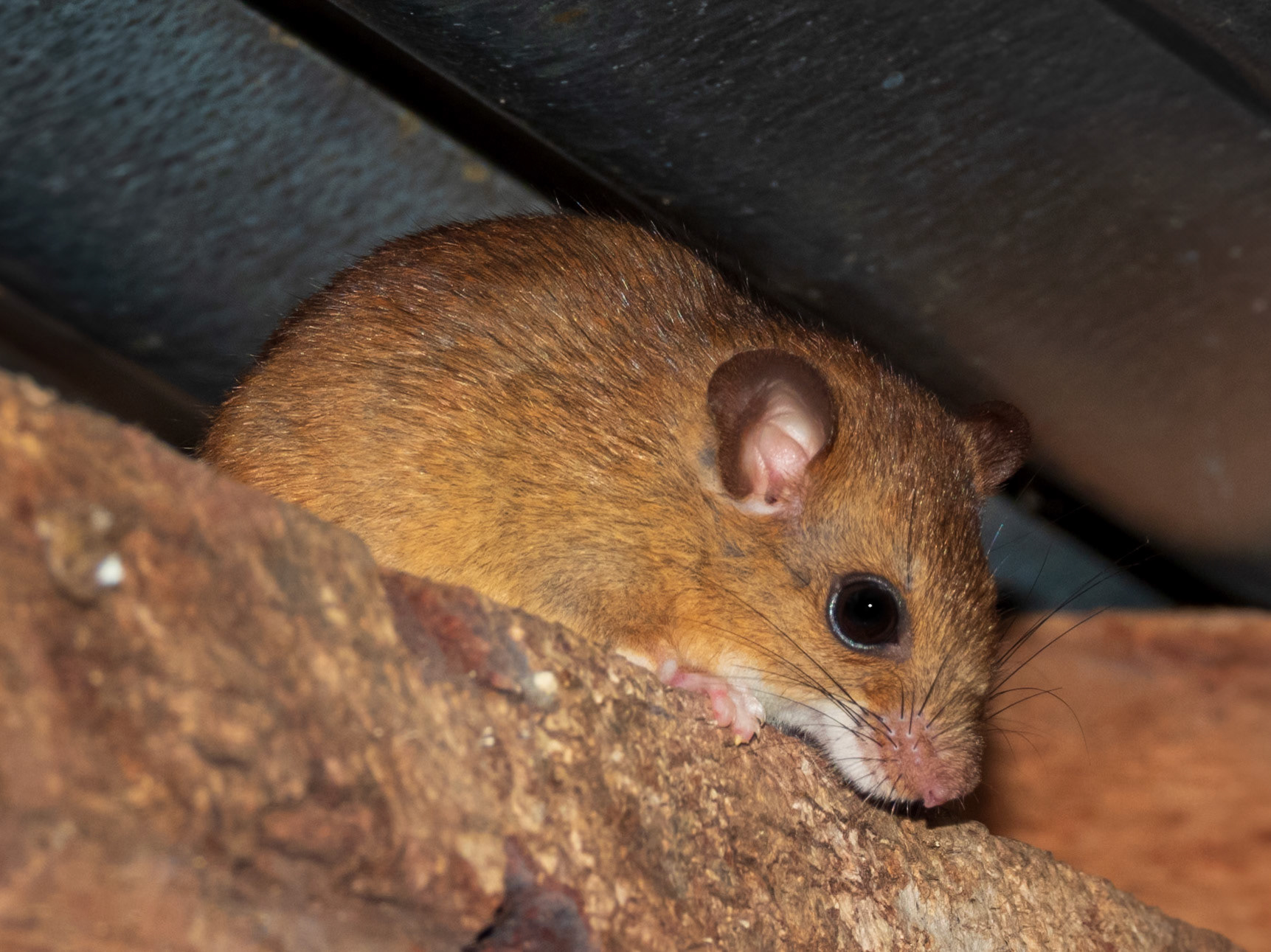 Bicolored Arboreal Rice Rat, Harpy Eagle Reserve
