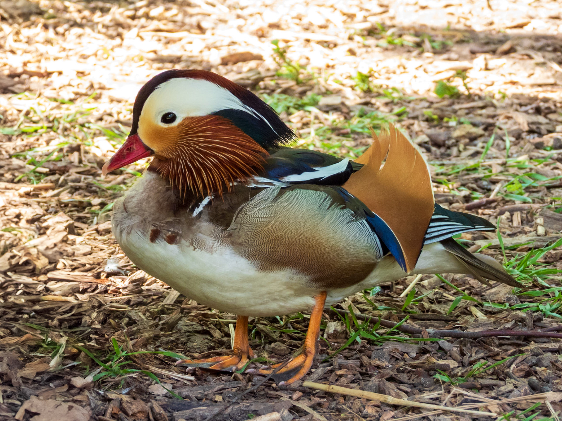 Mandarin Duck, Parc du Château