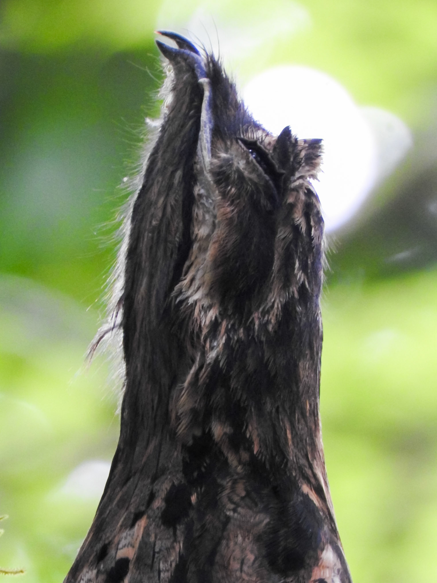 Common Potoo, Hotel Tinamú Birding Nature Reserve