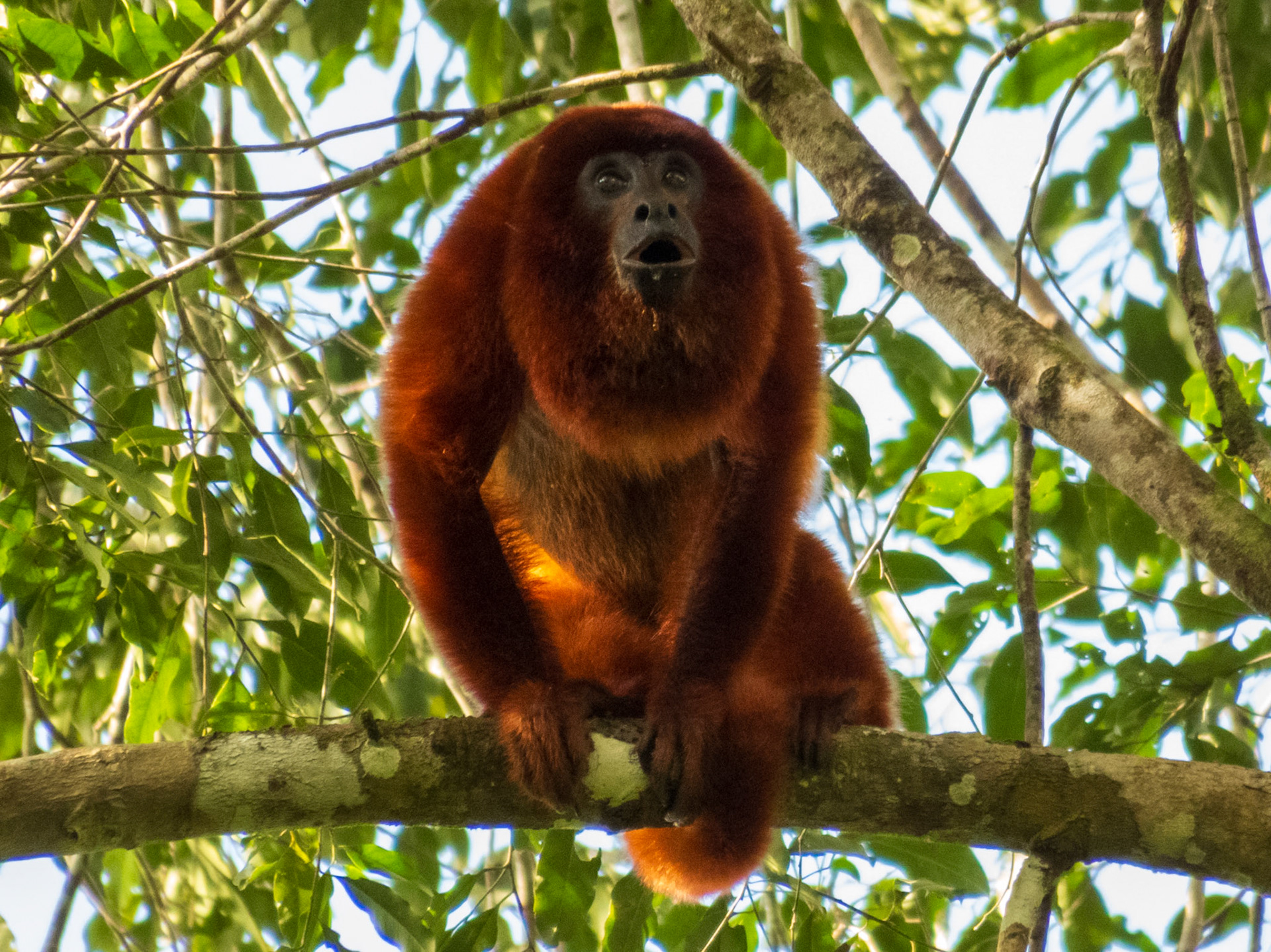 Colombian Red Howler Monkey, Tambopata Research Center